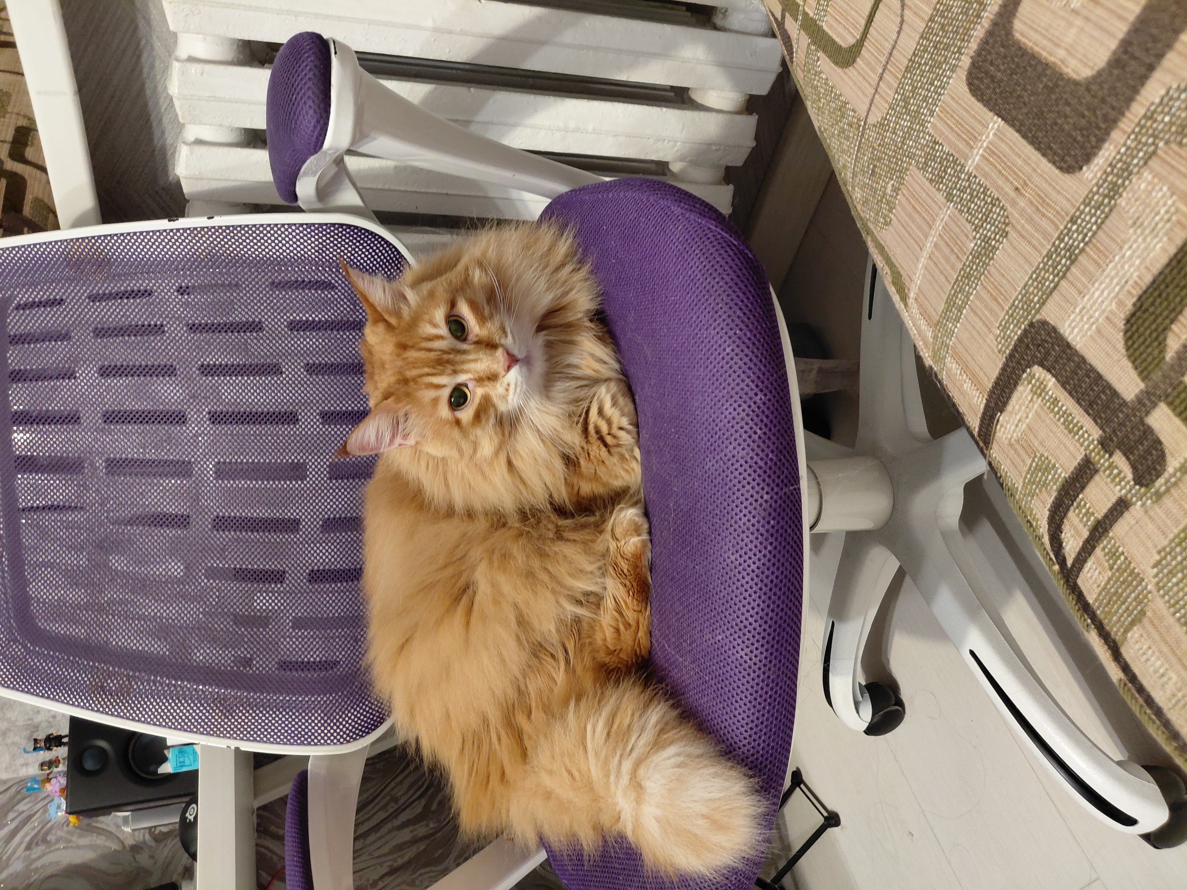 Фото питомца: кошка Маечка отдыхает после ночи