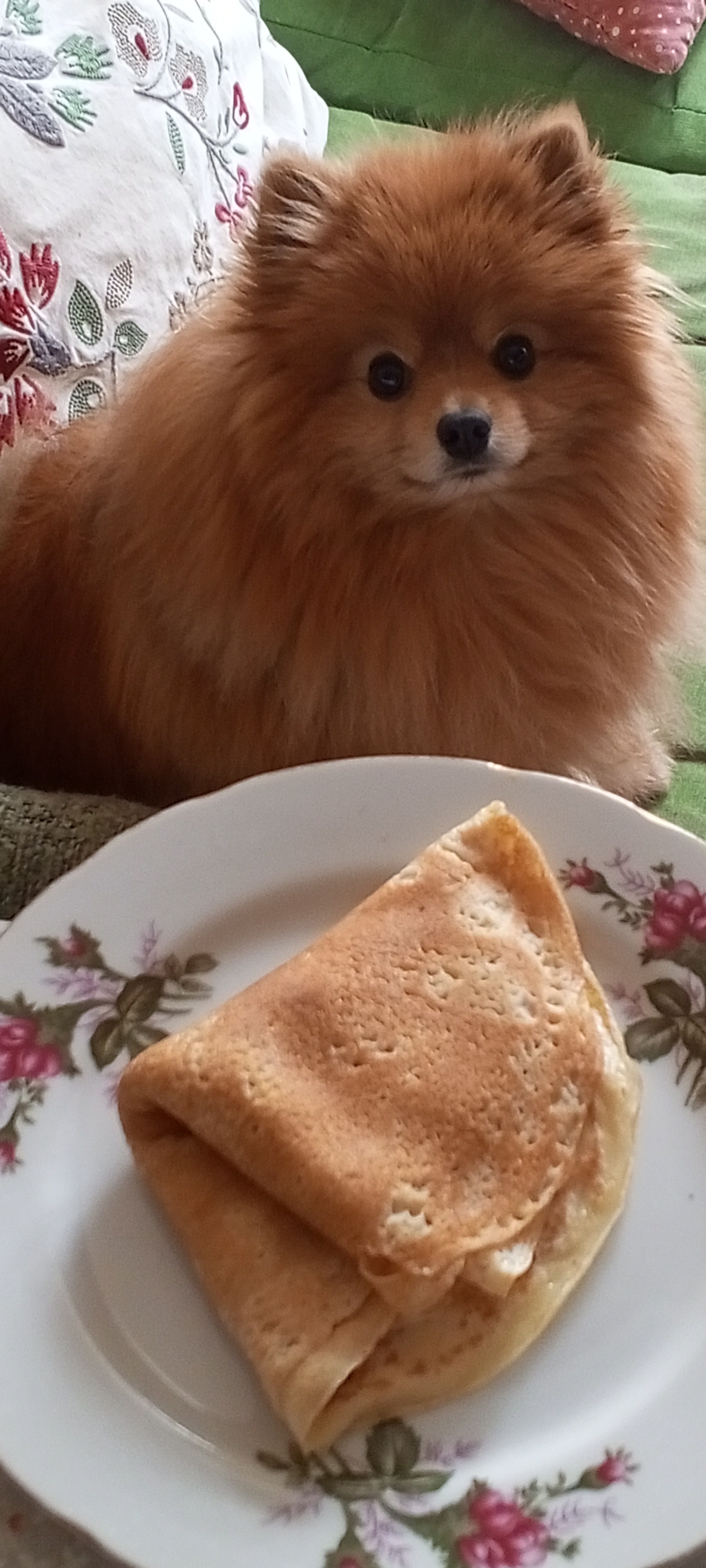 Фото питомца: шпиц Лисик в ожидании блинчика