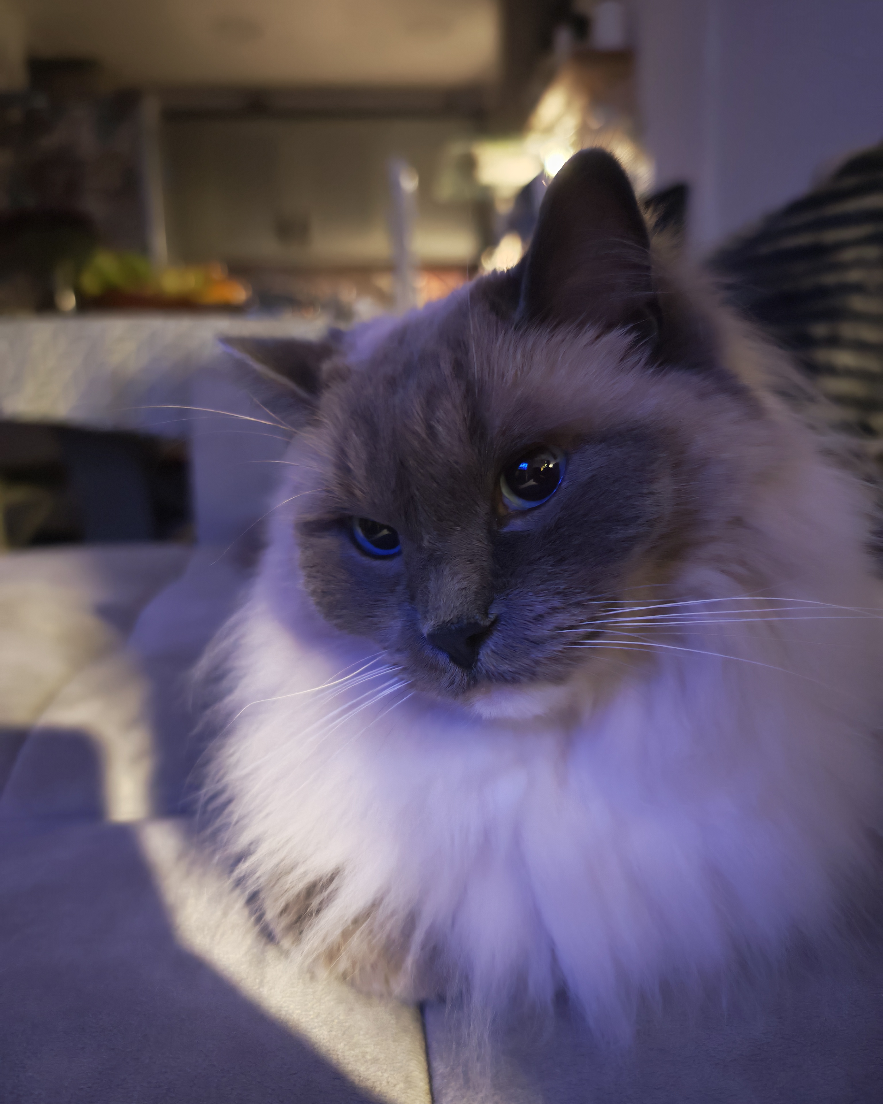 Фото питомца: кот Босс задумался