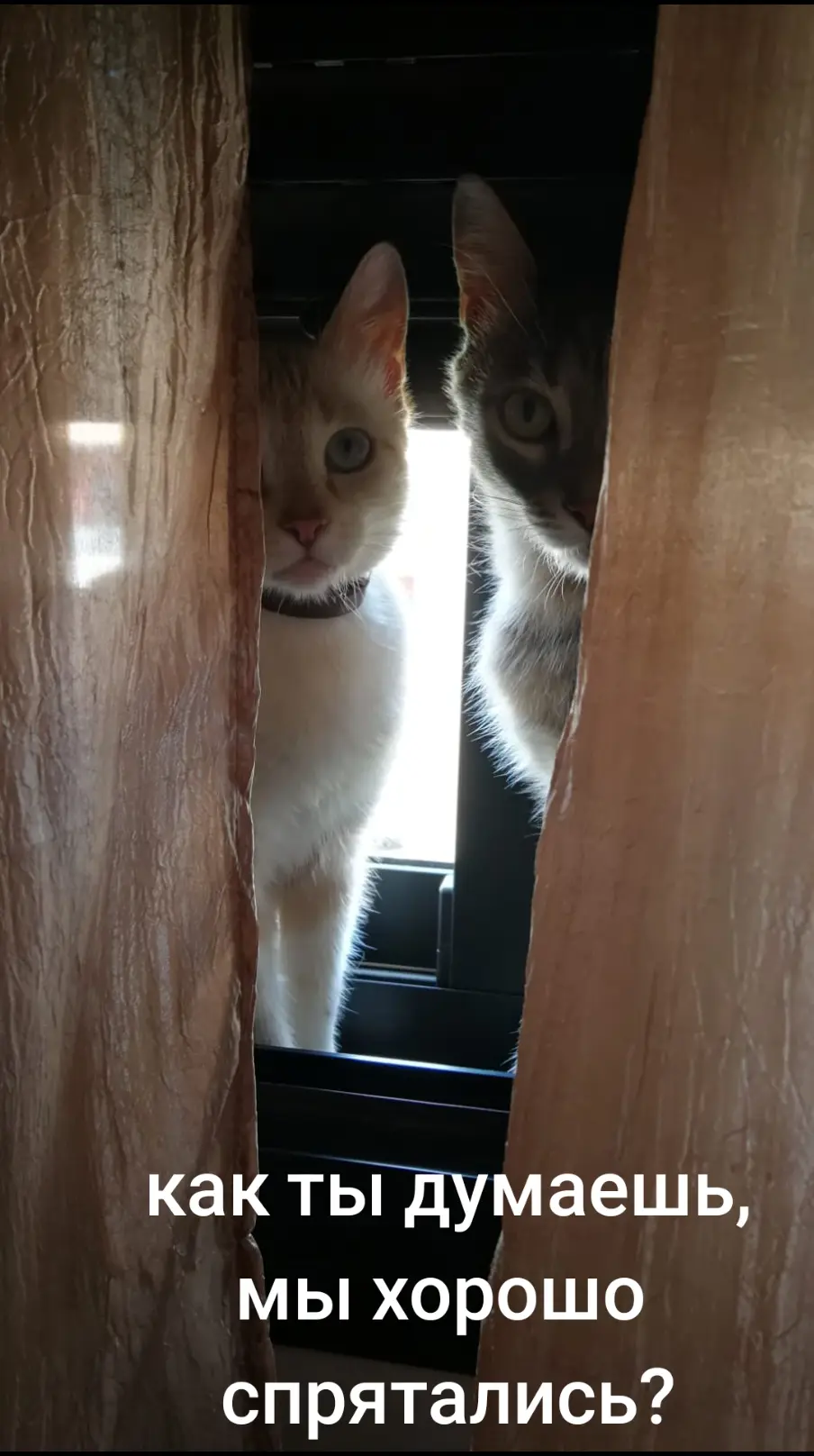Фото питомцев: коты спрятались за шторами