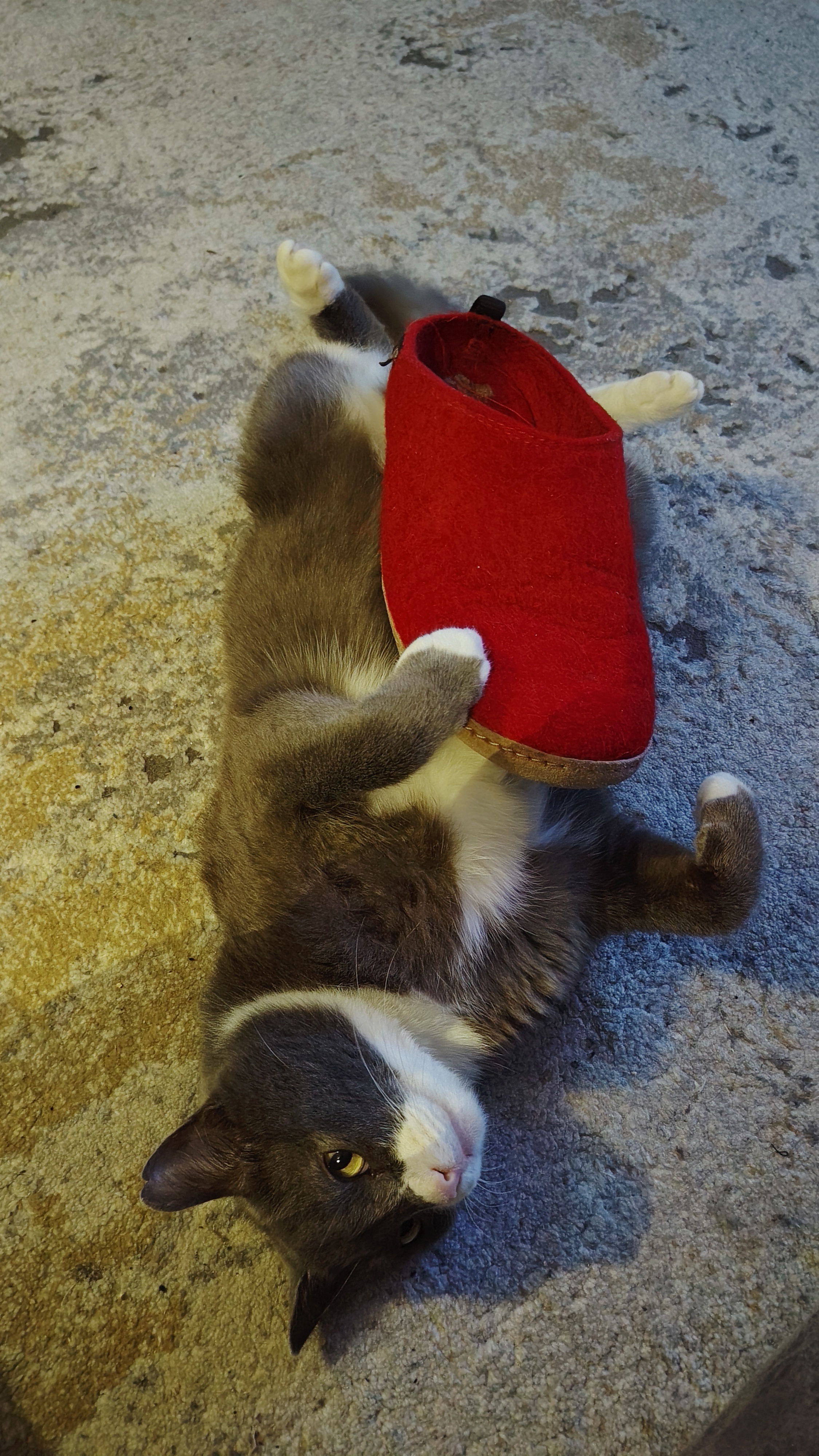 Фото питомца: кот Юкки любит тапки