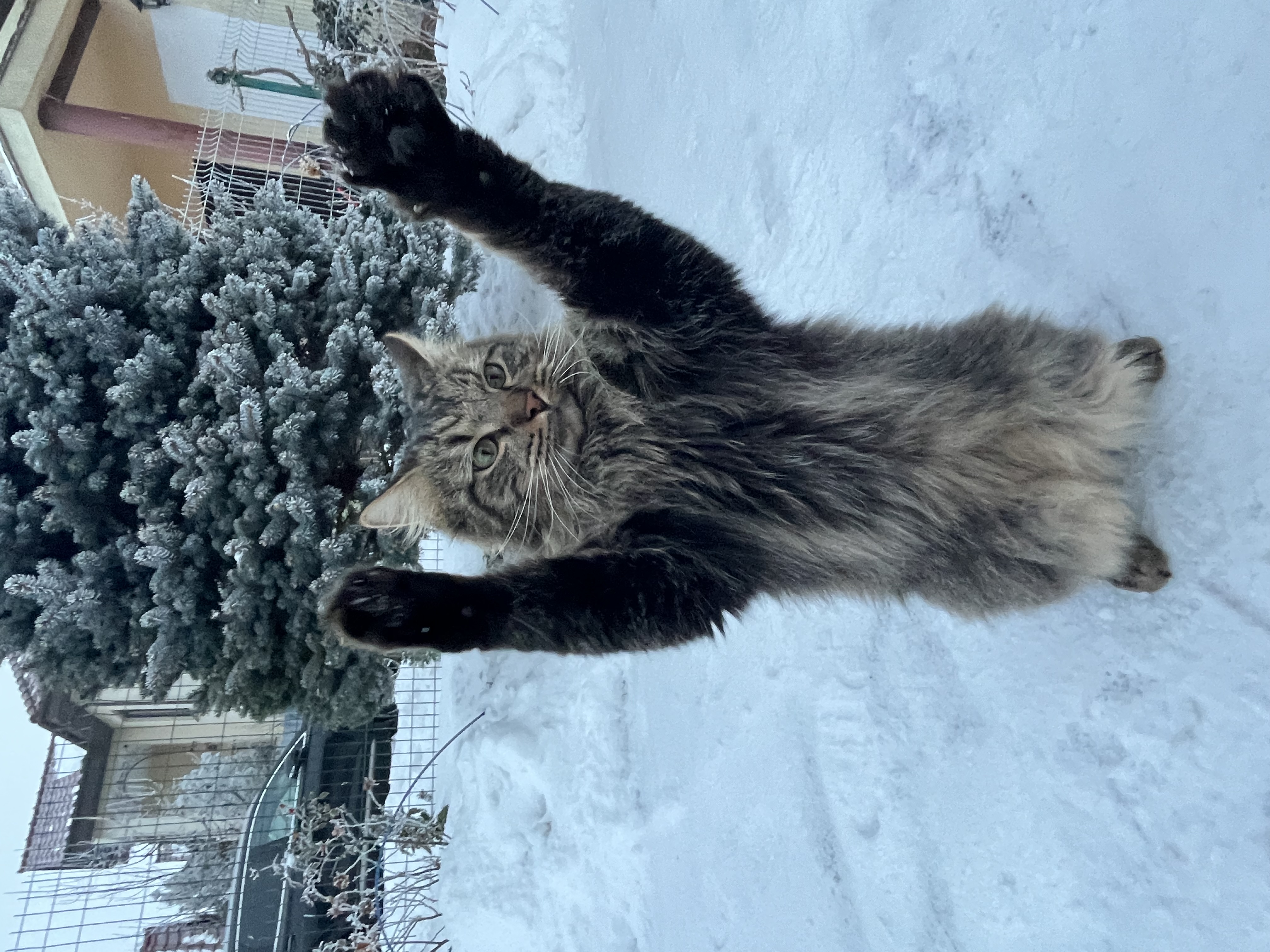 Фото питомца: кот Саймон ловит снежинки