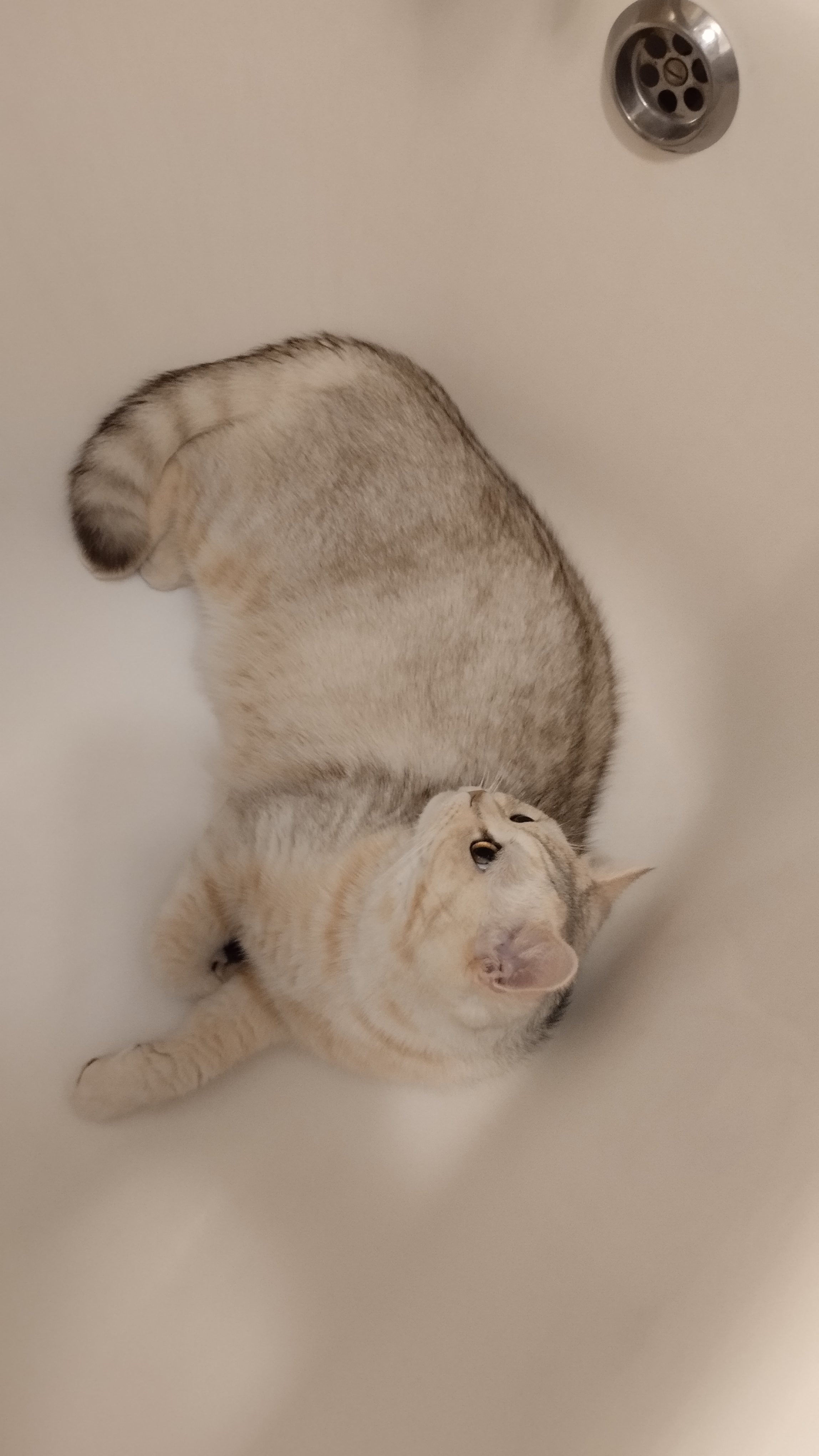 Фото питомца: кот Альбус — чистюля