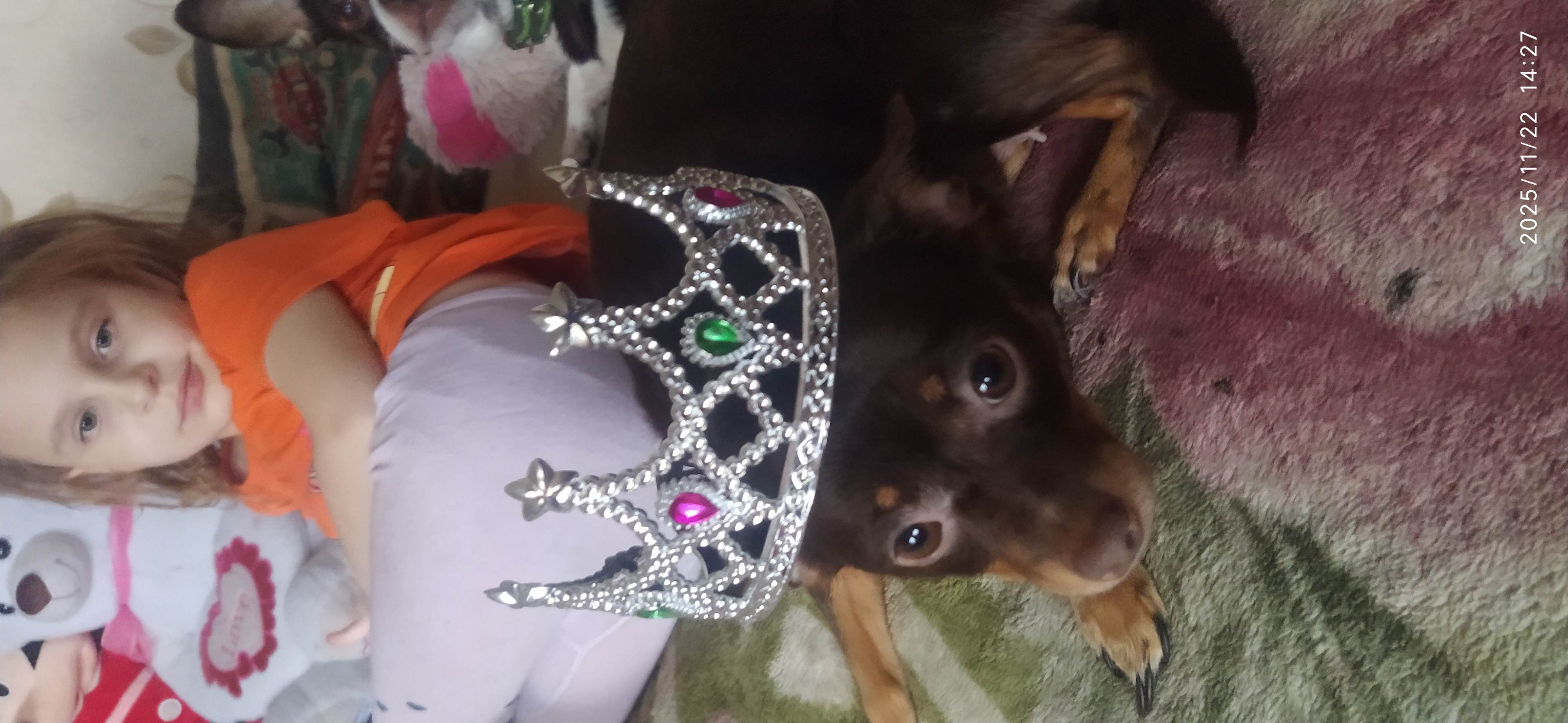 Фото питомца: собака Ева — королева