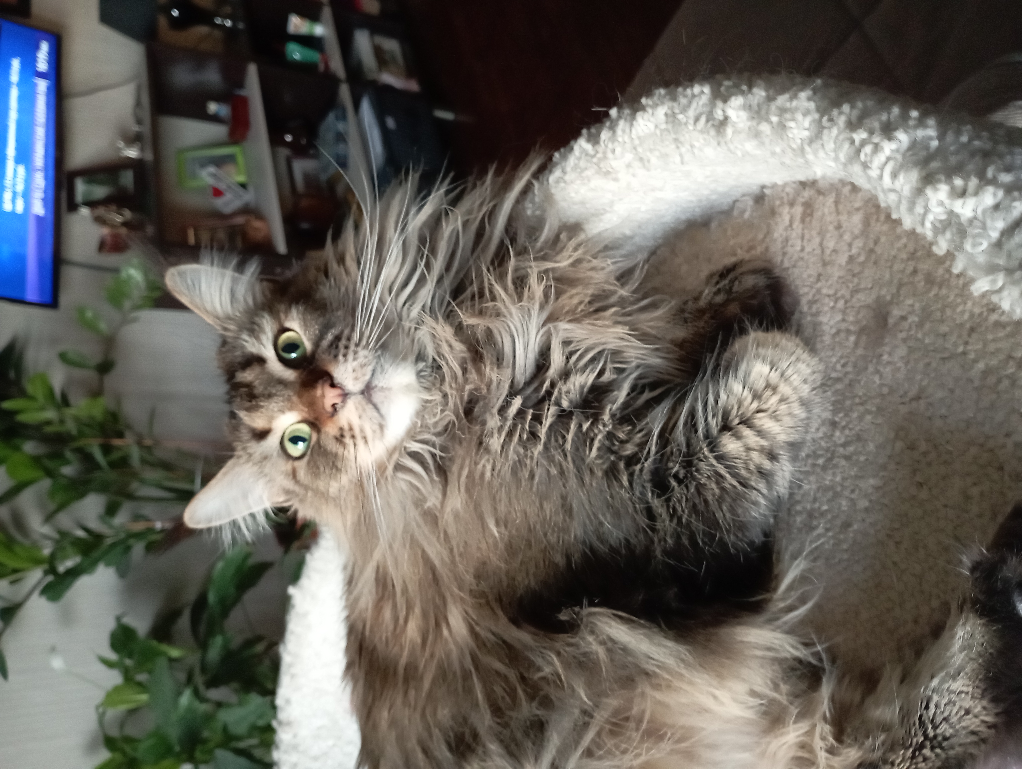 Фото питомца: кошка Варвара позирует