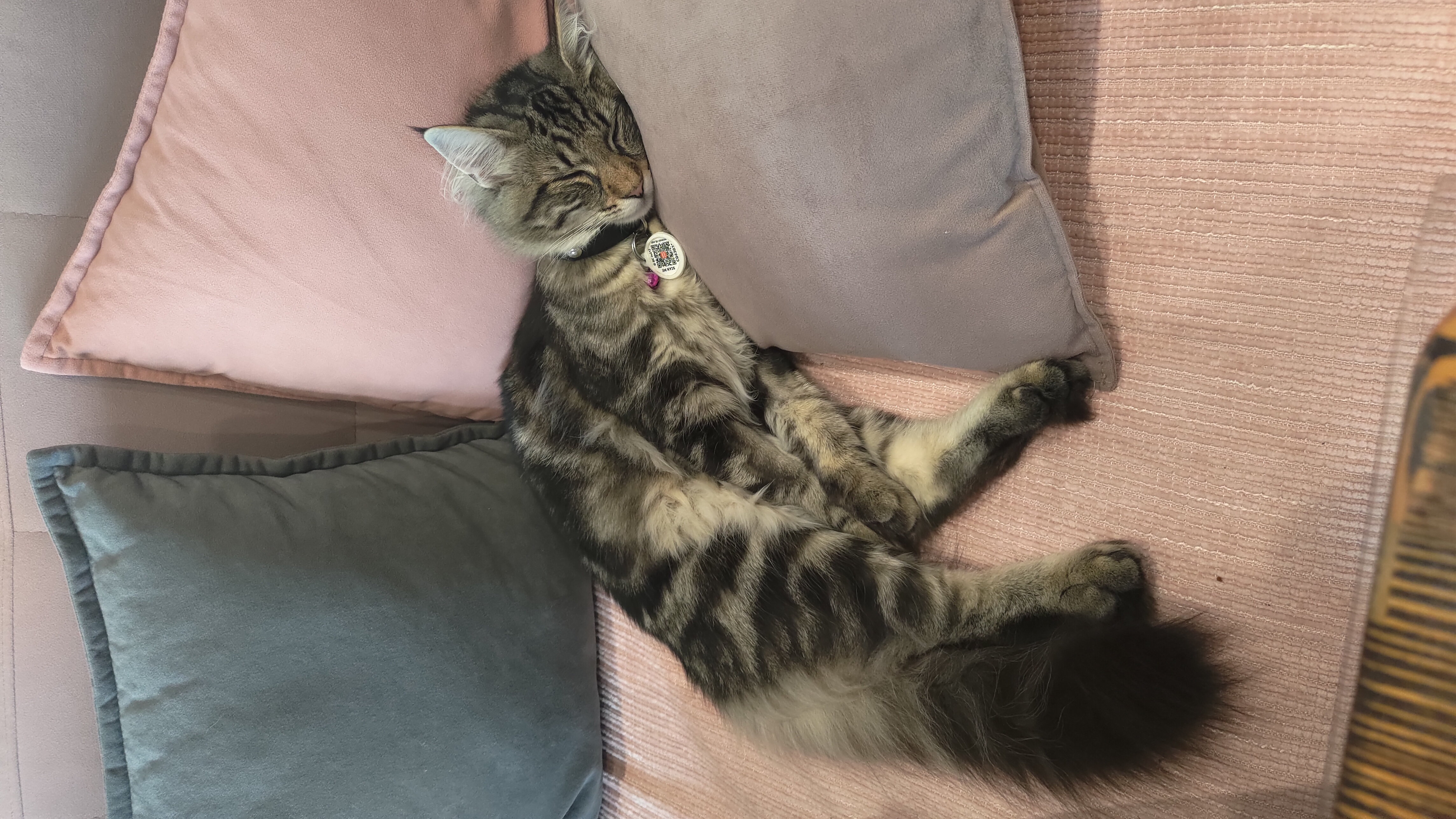 Фото питомца: кот Мистер Дарси отдыхает после охоты на птиц