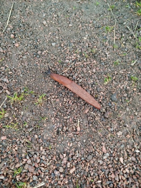 Как мы с мужем написали детскую книгу и исследуем ее продвижение