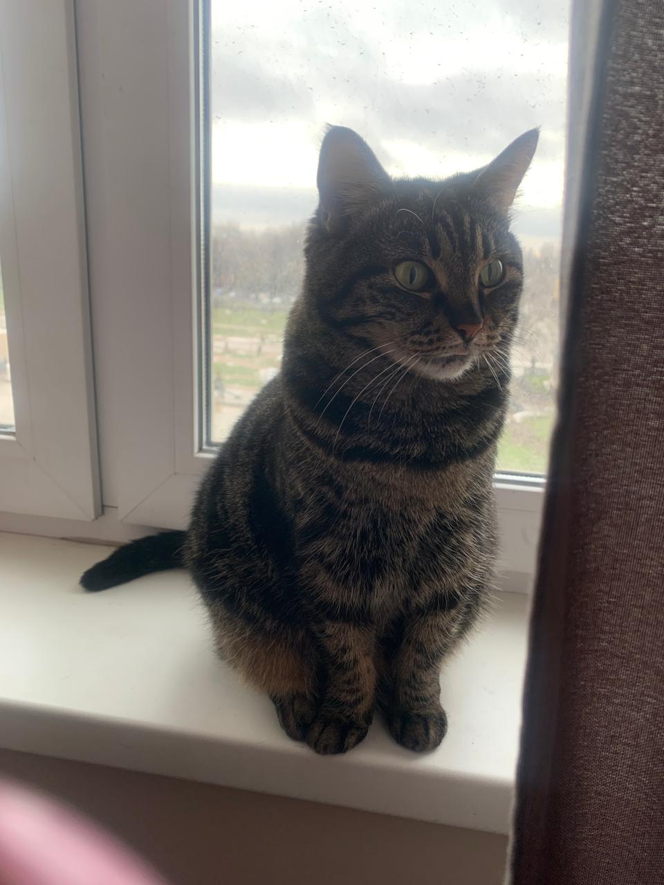 Фото питомца: кошка Кузминична позирует на подоконнике после наблюдения за птицами