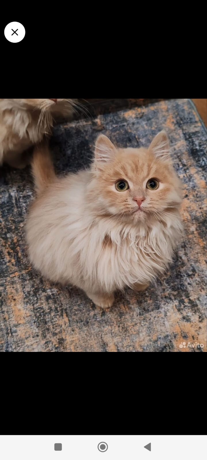 Фото питомца: кошка — пушистая барабашка