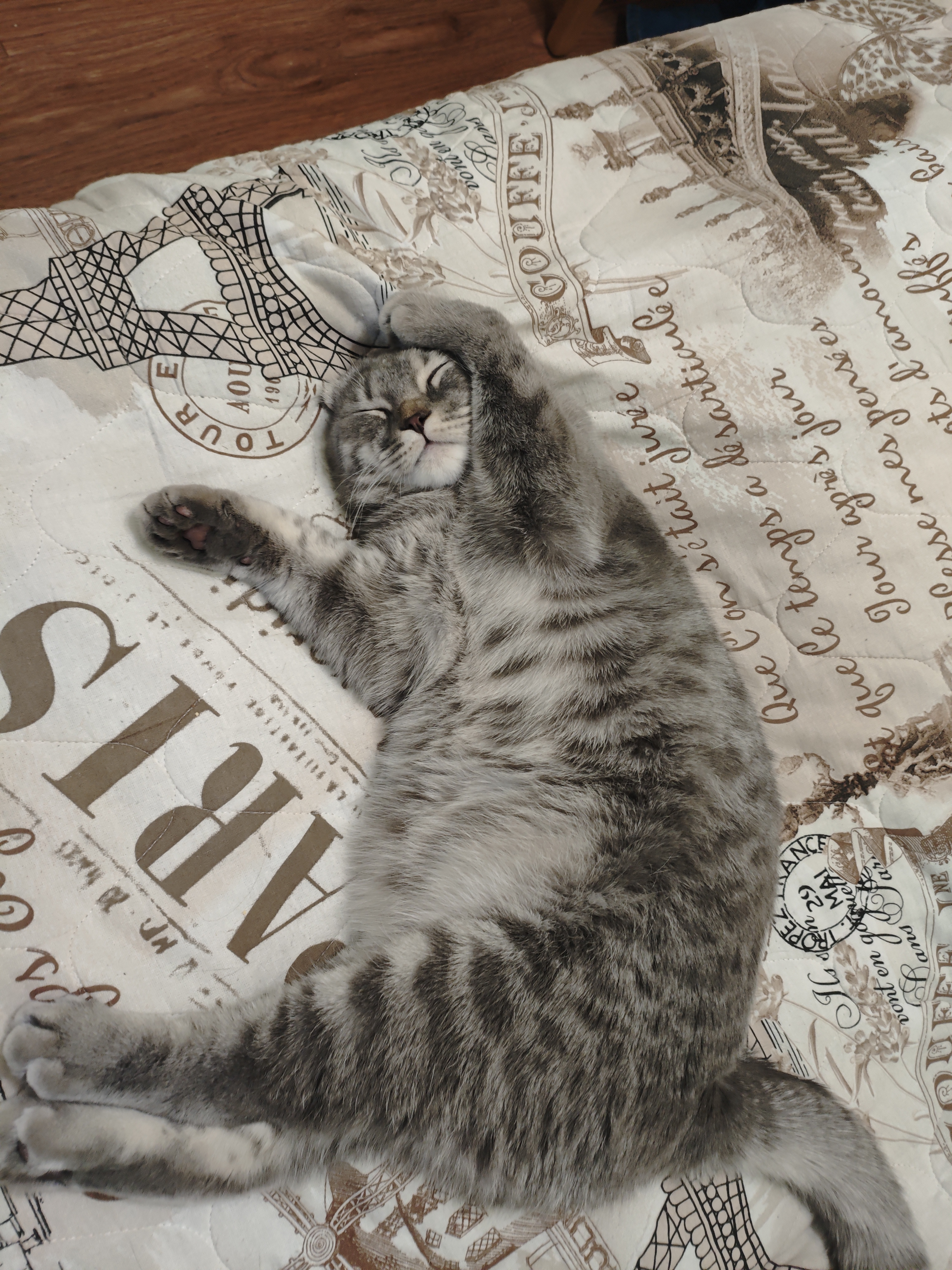 Фото питомцев: кошки отдыхают