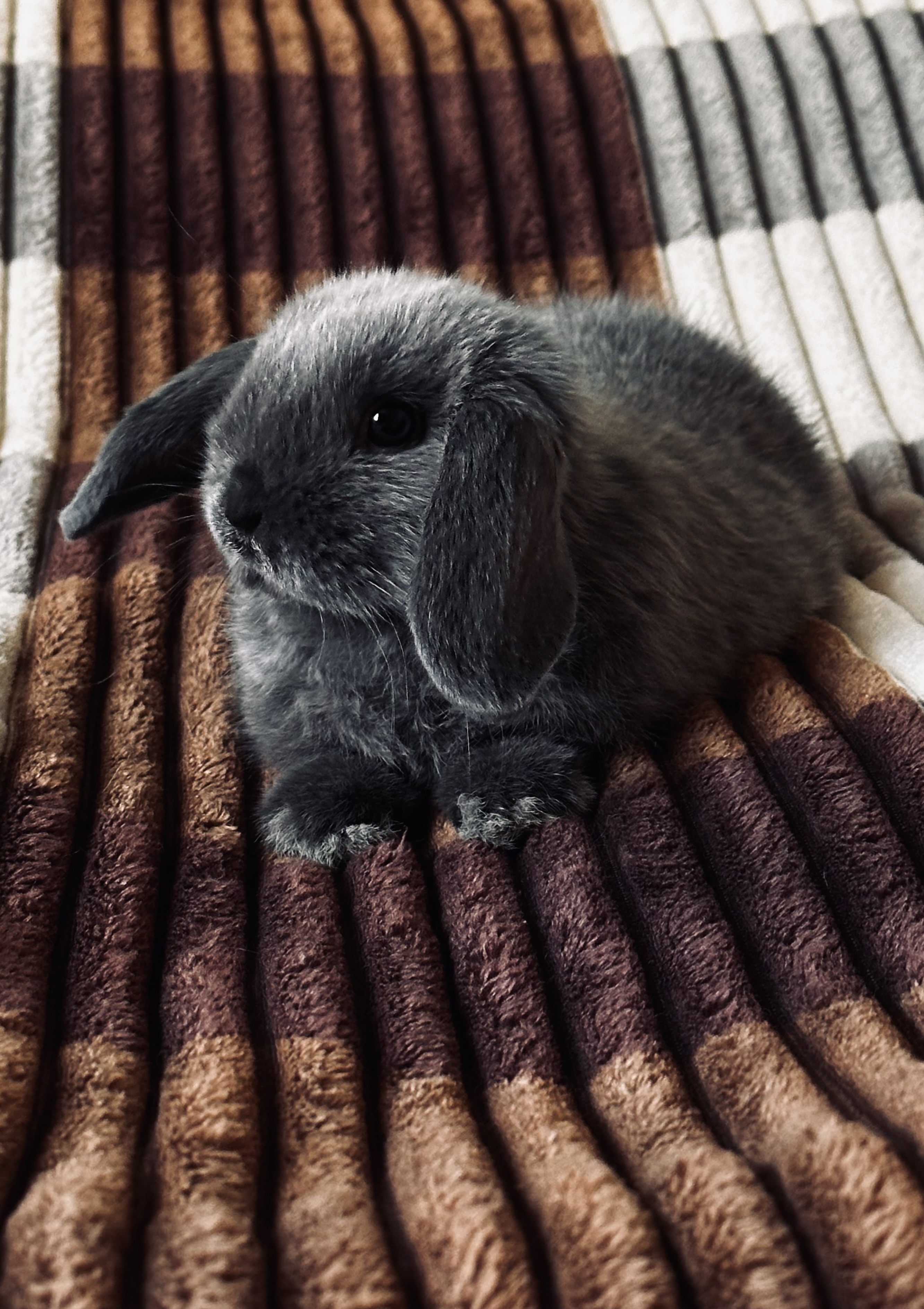 Фото питомца: кролик Юкки