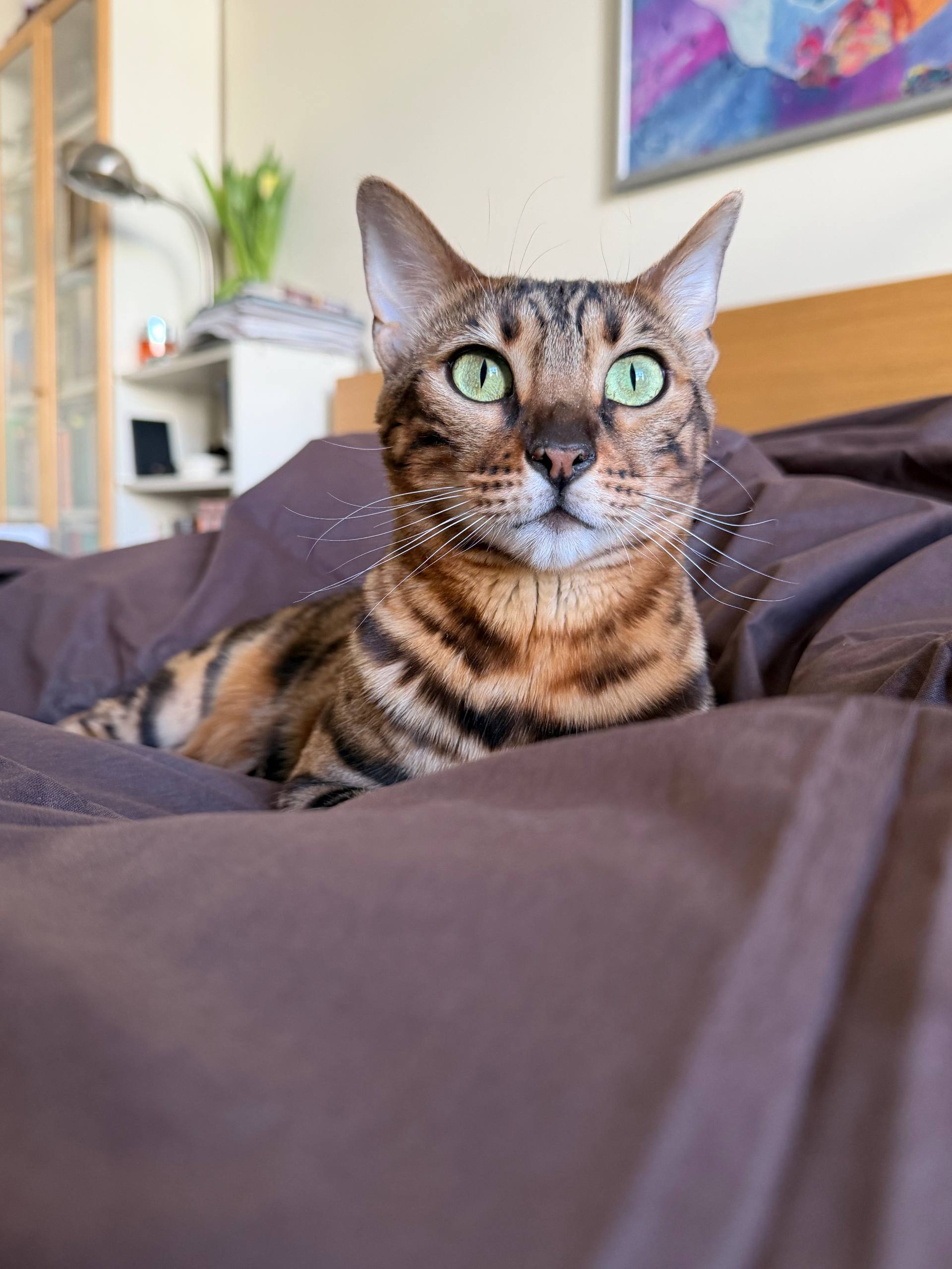 Фото питомца: кошка Юля оценивает новое постельное белье