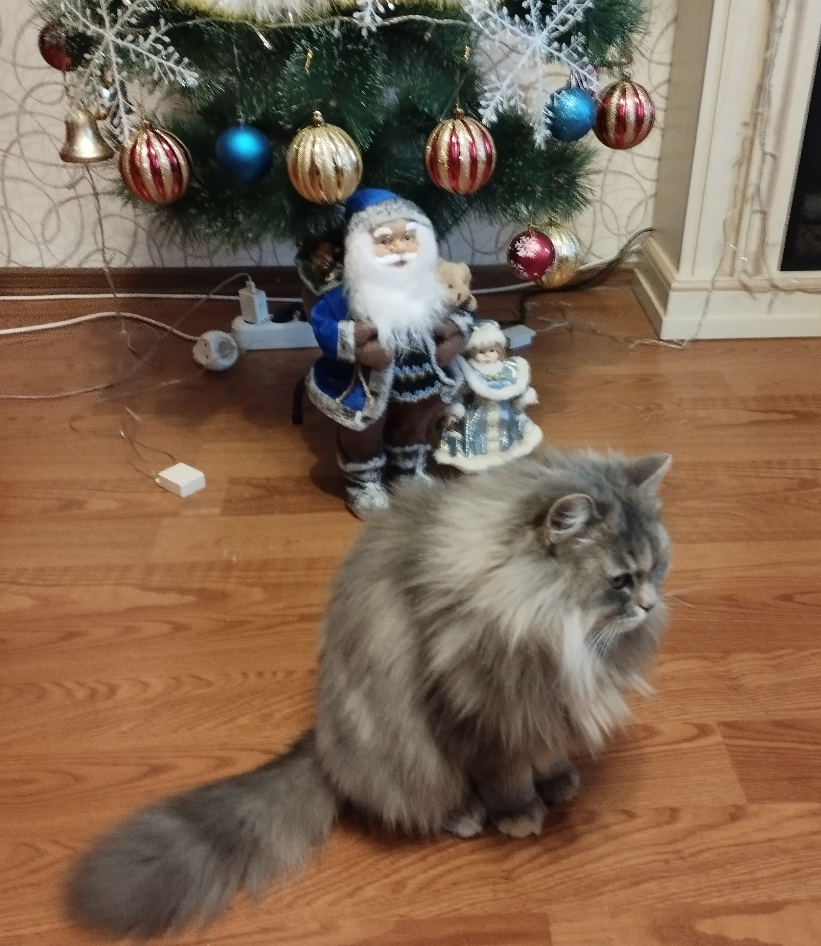 Фото питомца: кошечка Басе грустно без новогоднего настроения