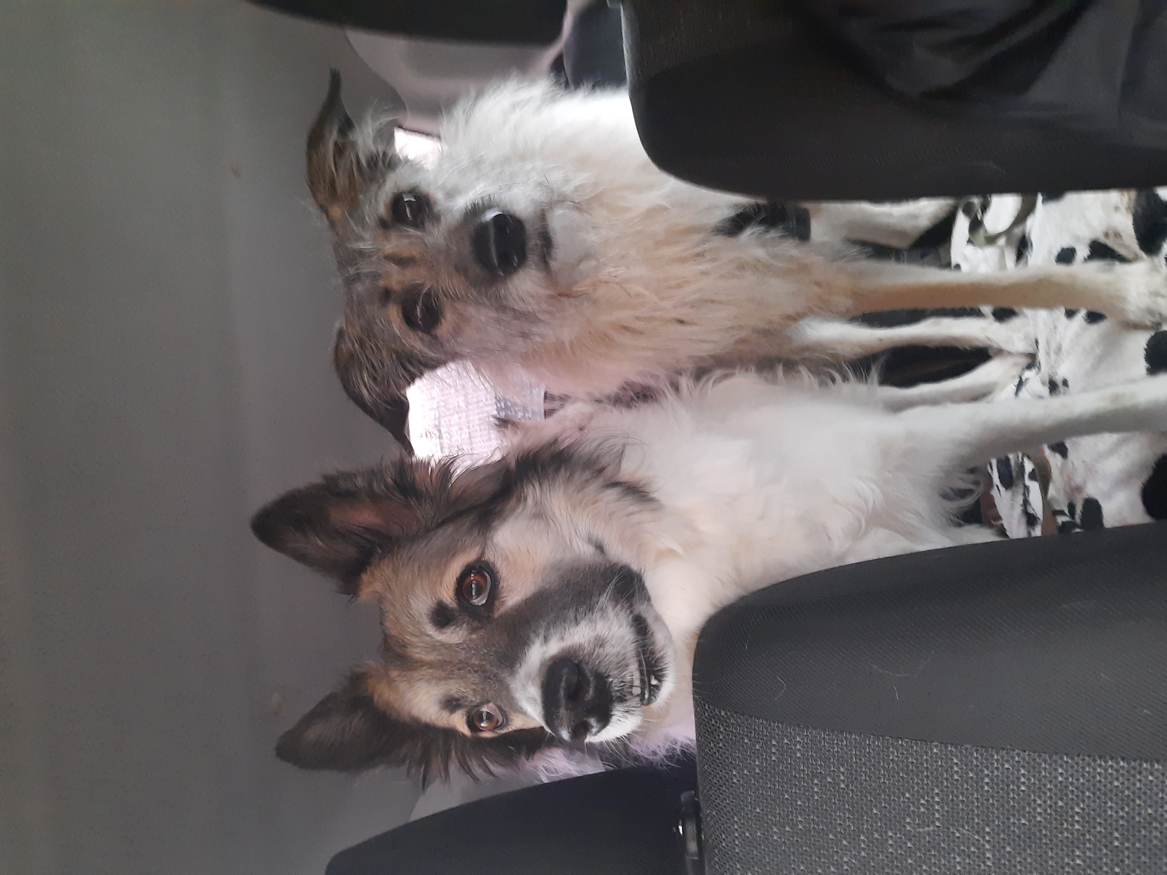 Фото питомцев: двортерьеры обыкновенные