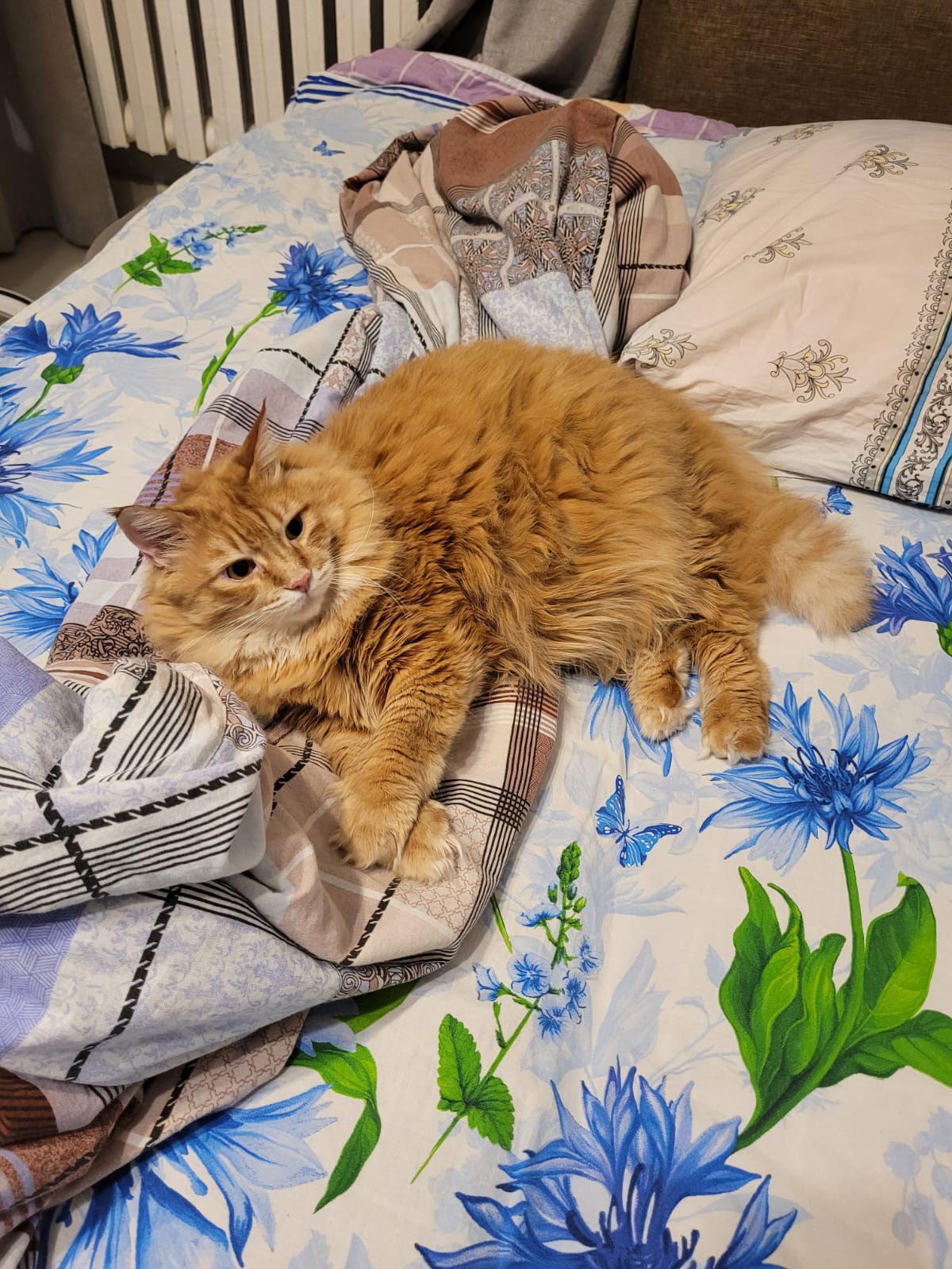 Фото питомца: кошка Маечка любит наслаждаться сном в постели