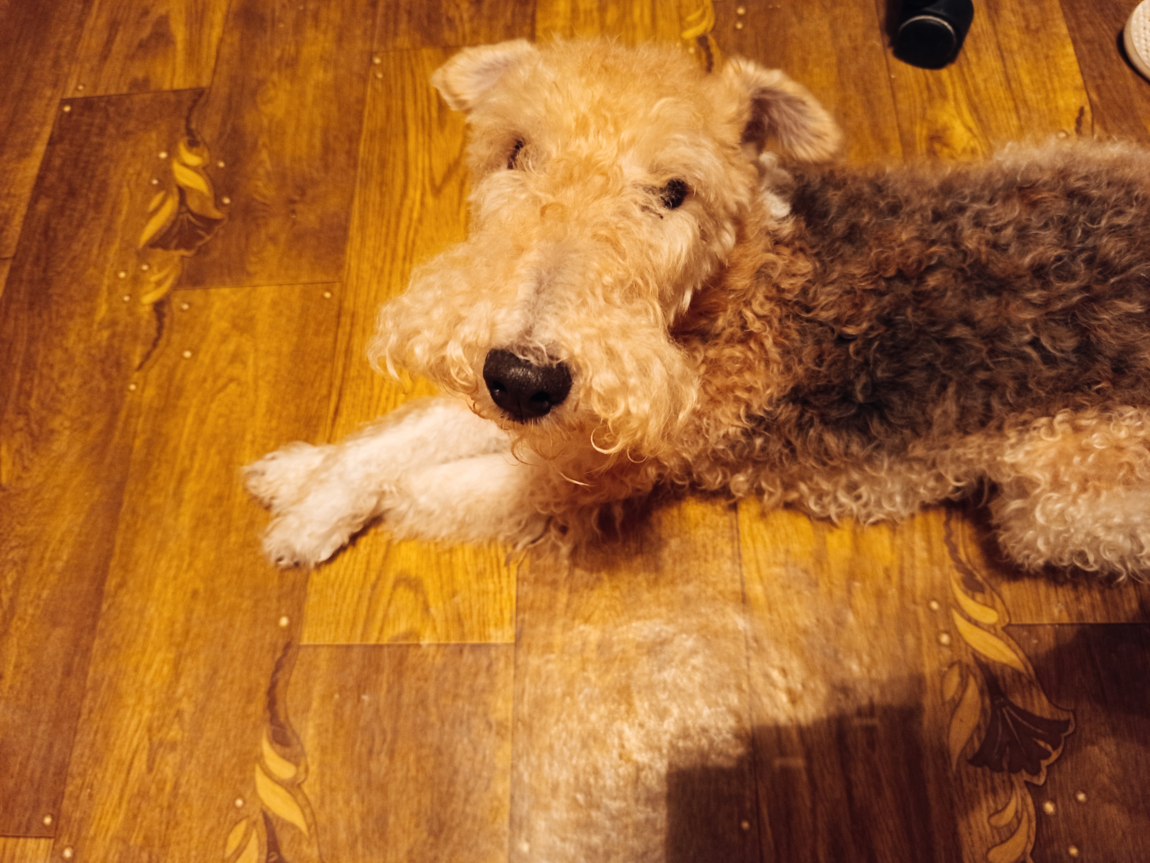 Фото питомца: фокстерьер и джентльмен Рекс передает новогодний привет