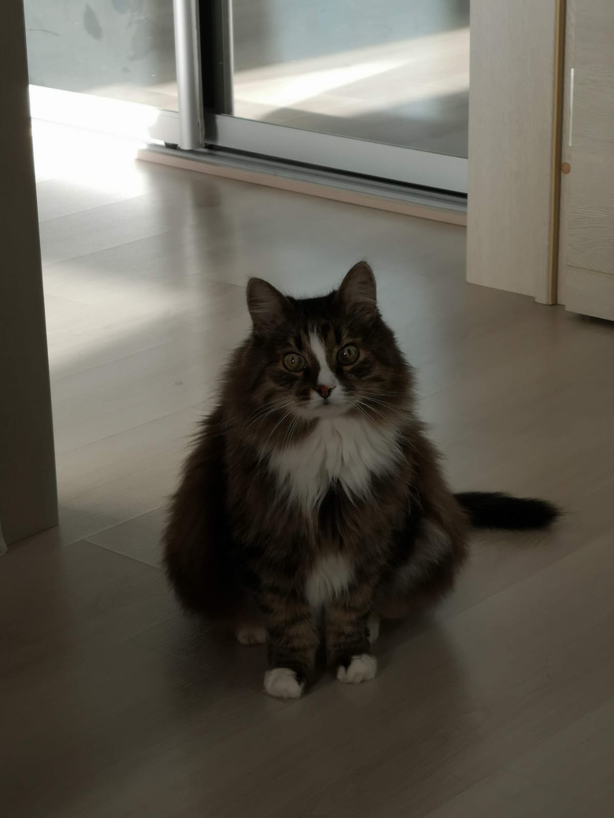 Фото питомца: кот Кузяша