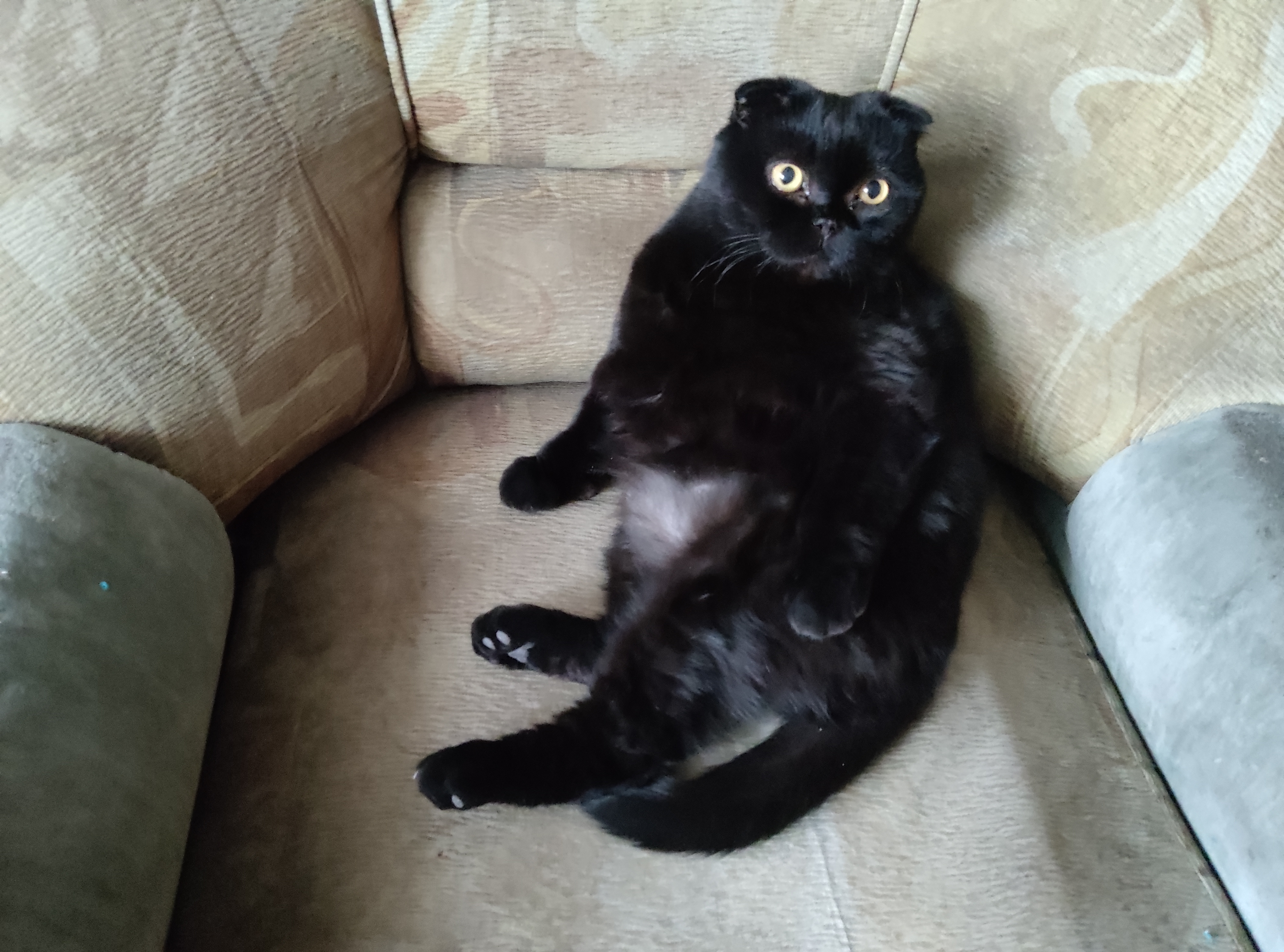 Фото питомцев: кошки Матильда Романовна и Лукерья Иванна