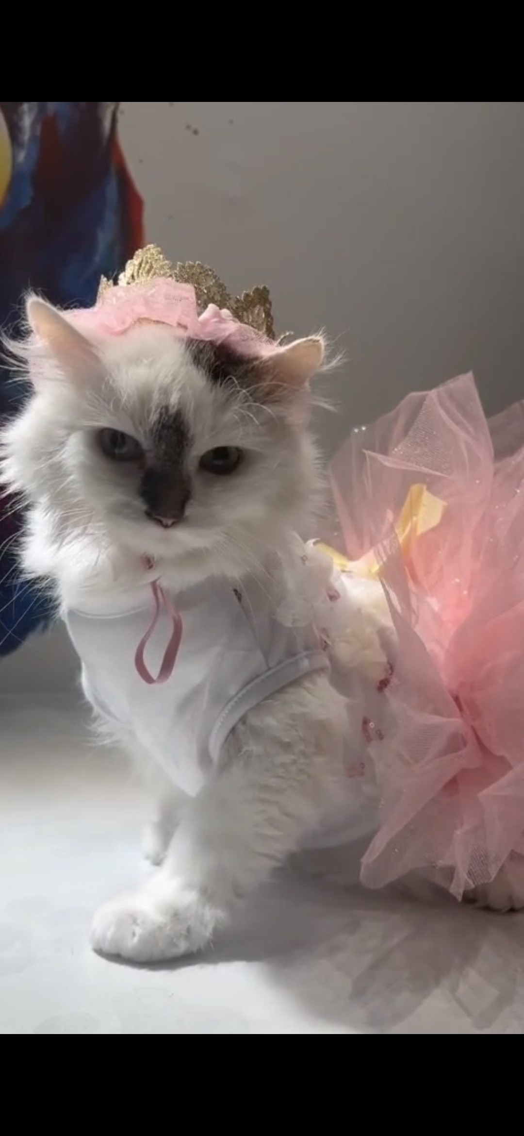 Фото питомца: кошка Кисточка в роли Одетты