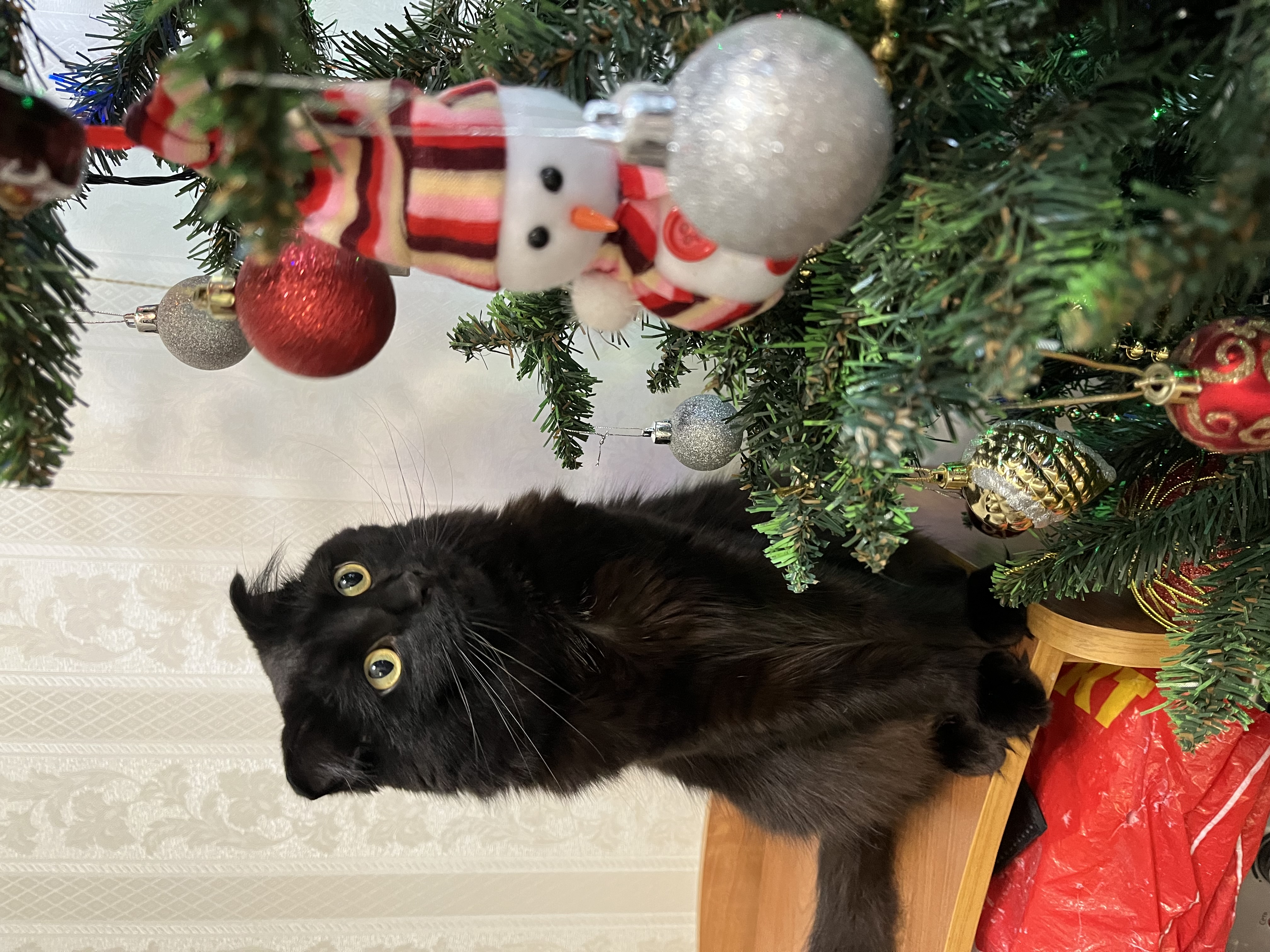 Фото питомца: кот Мурзик поздравляет с Новым годом