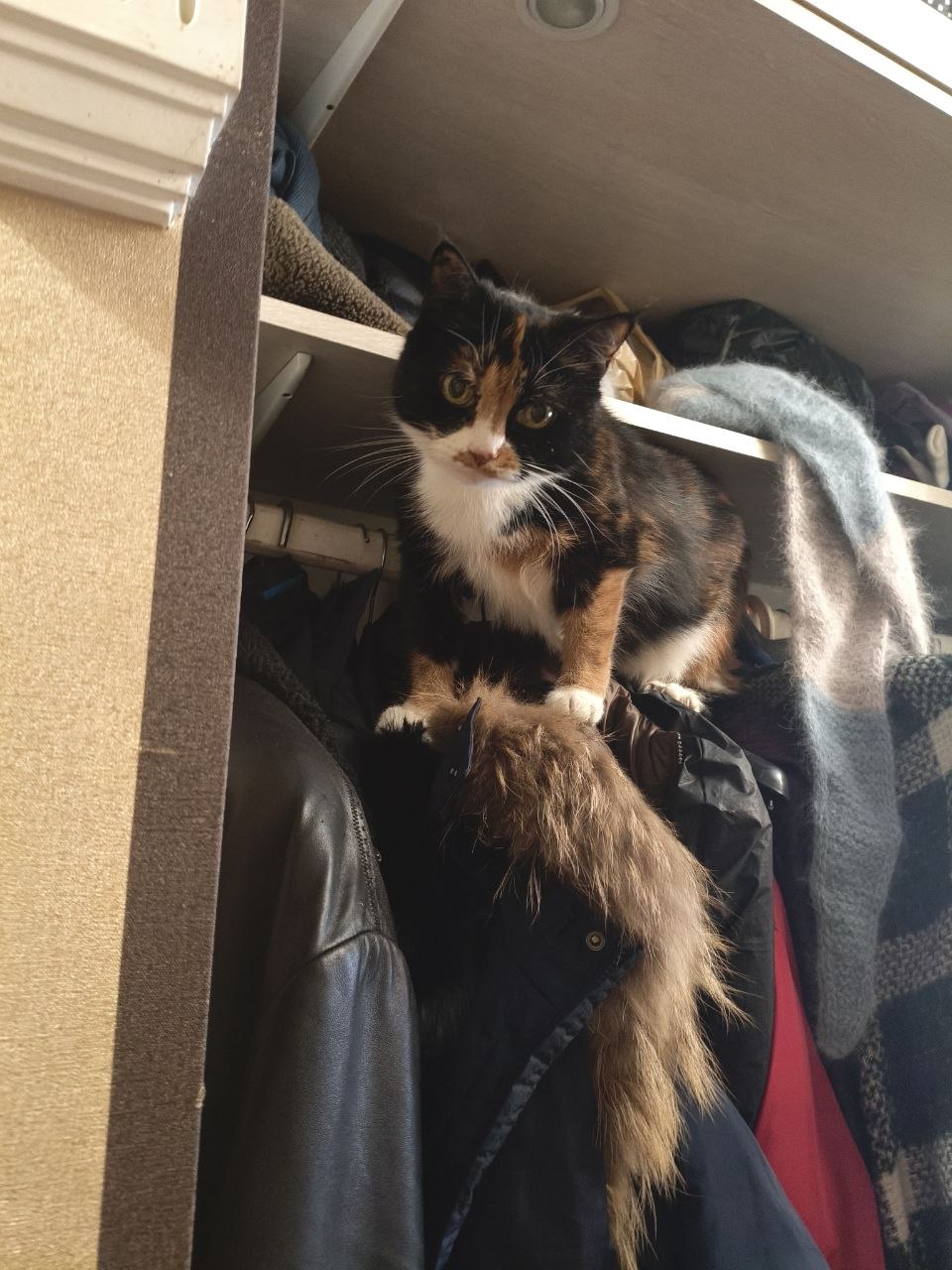 Фото питомца: кошка Дусечка балуется