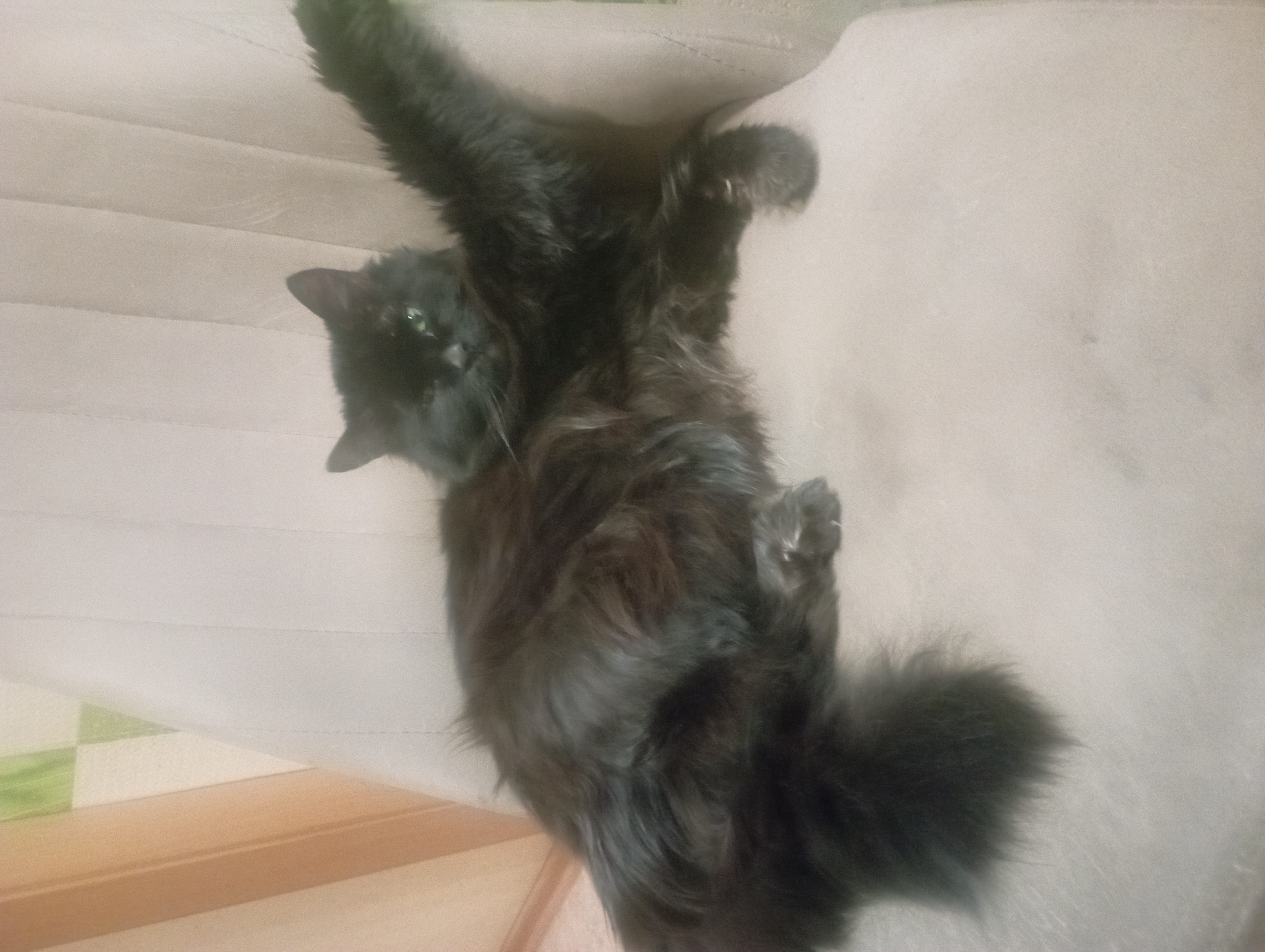 Фото питомца: кот Царь в предвкушении дня рождения