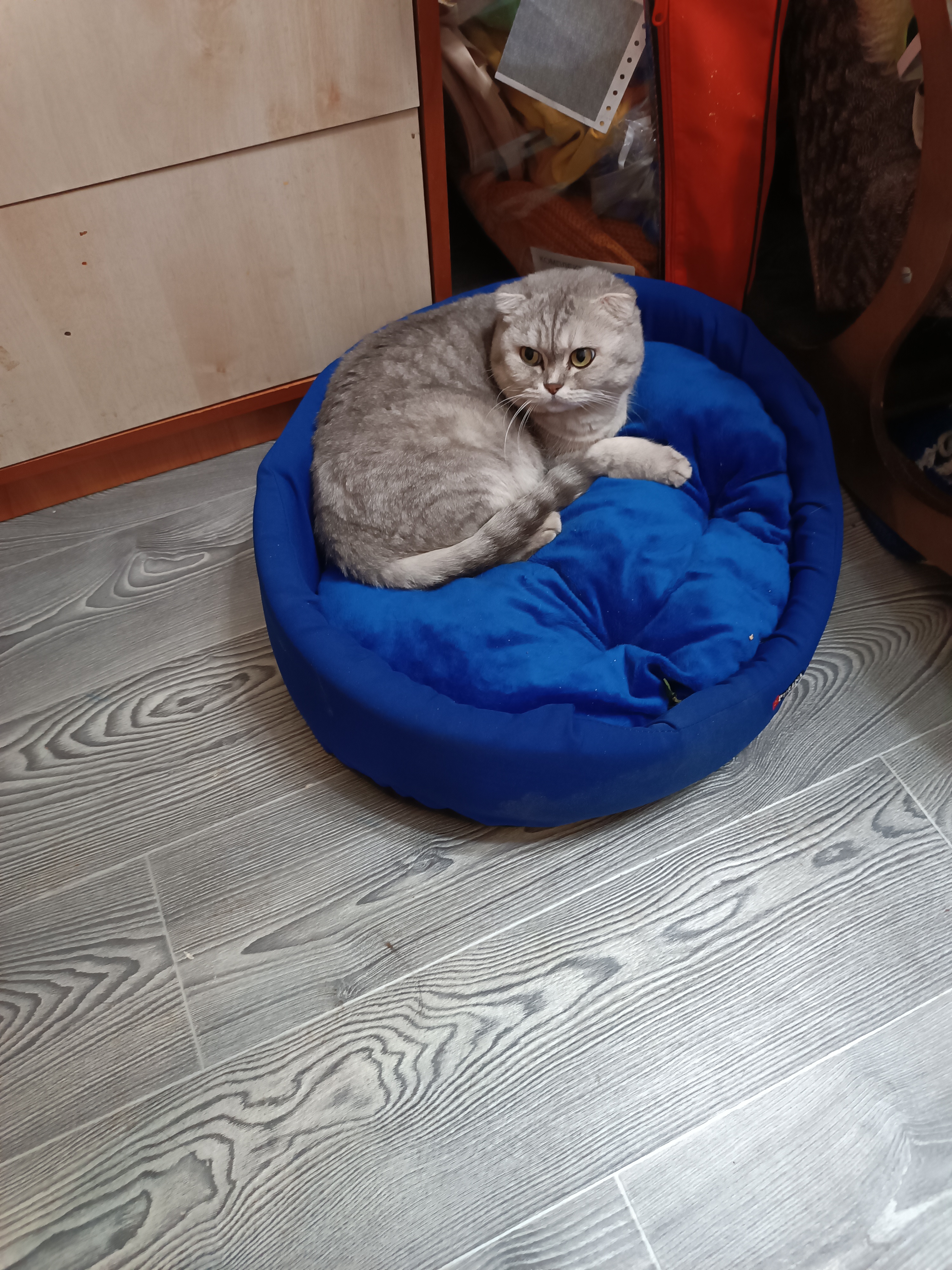 Фото питомцев: кошки Стефа, Алиса и Муся отдыхают