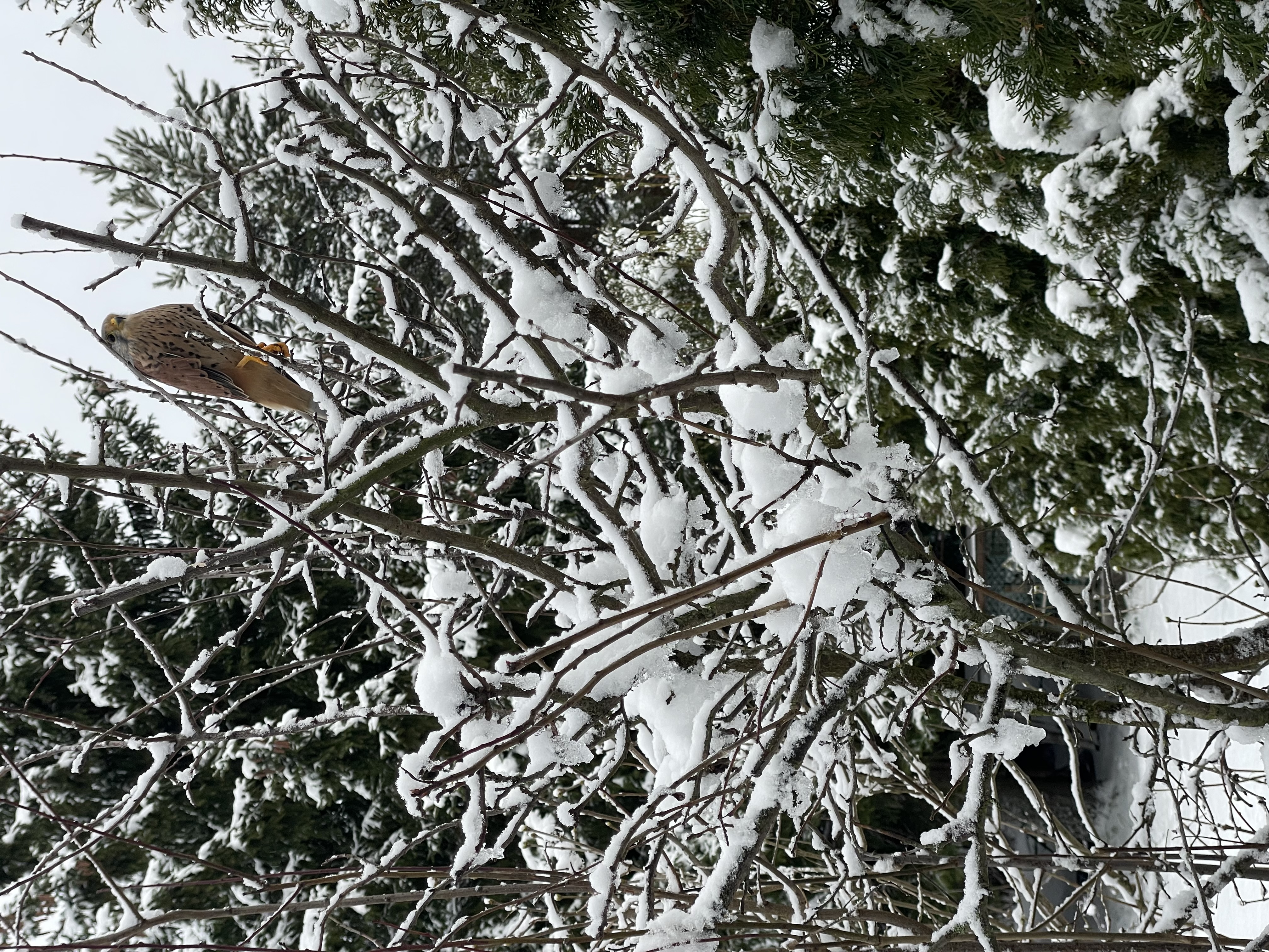 Фото питомца: сокол Пуся на зимней прогулке