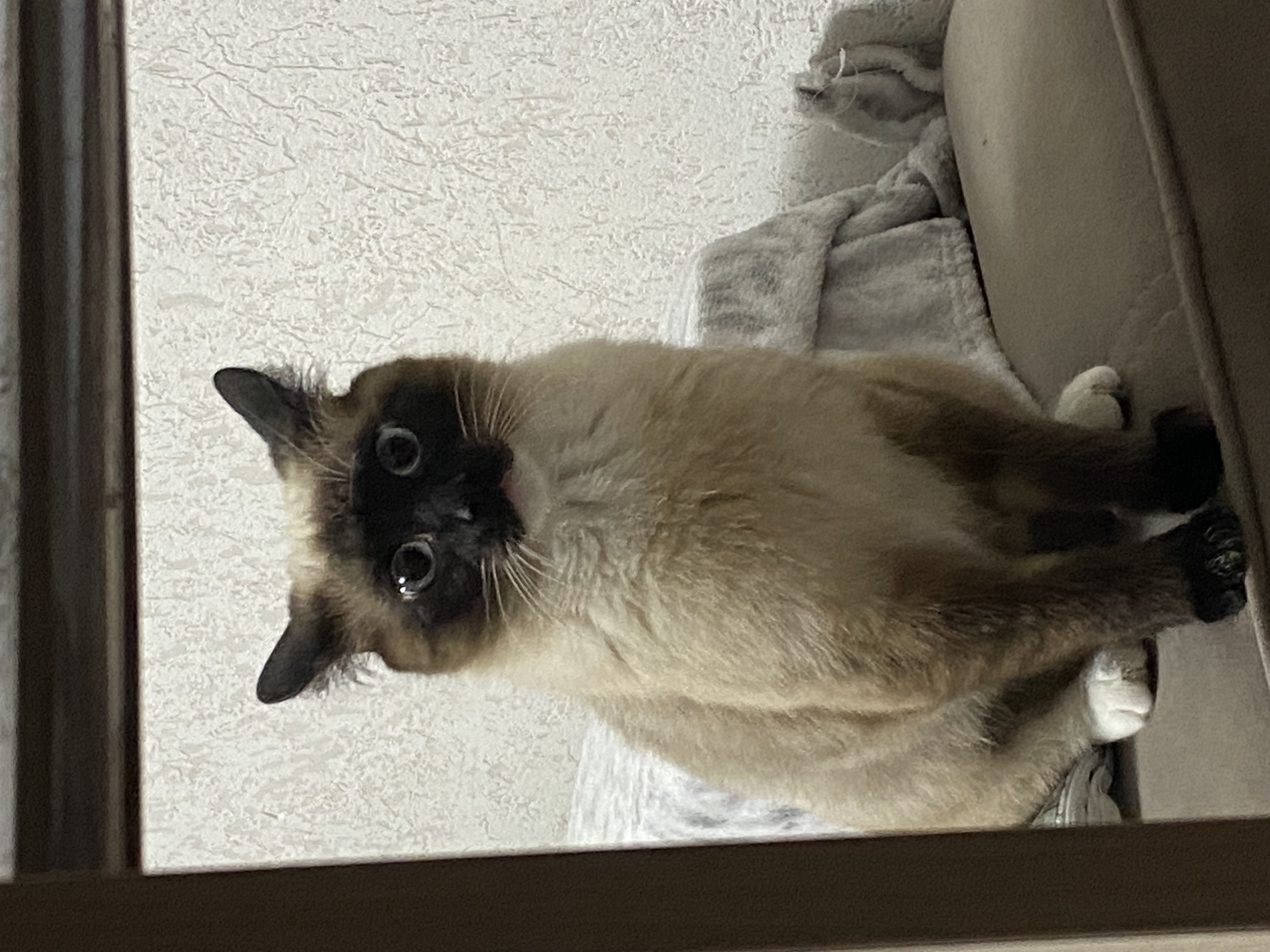 Фото питомца: кошка Соня наслаждается жизнью