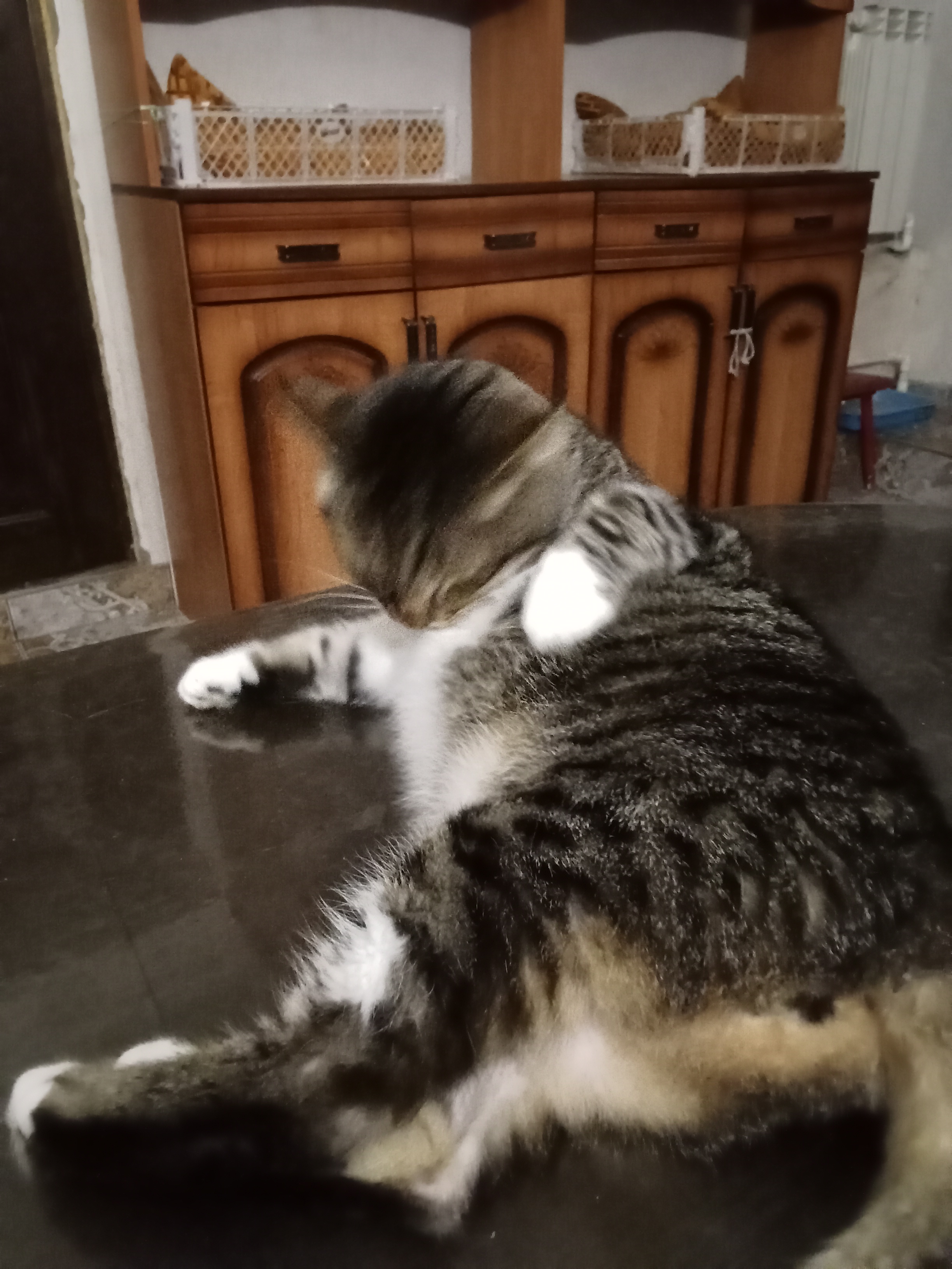 Фото питомцев: три кота и две кошки