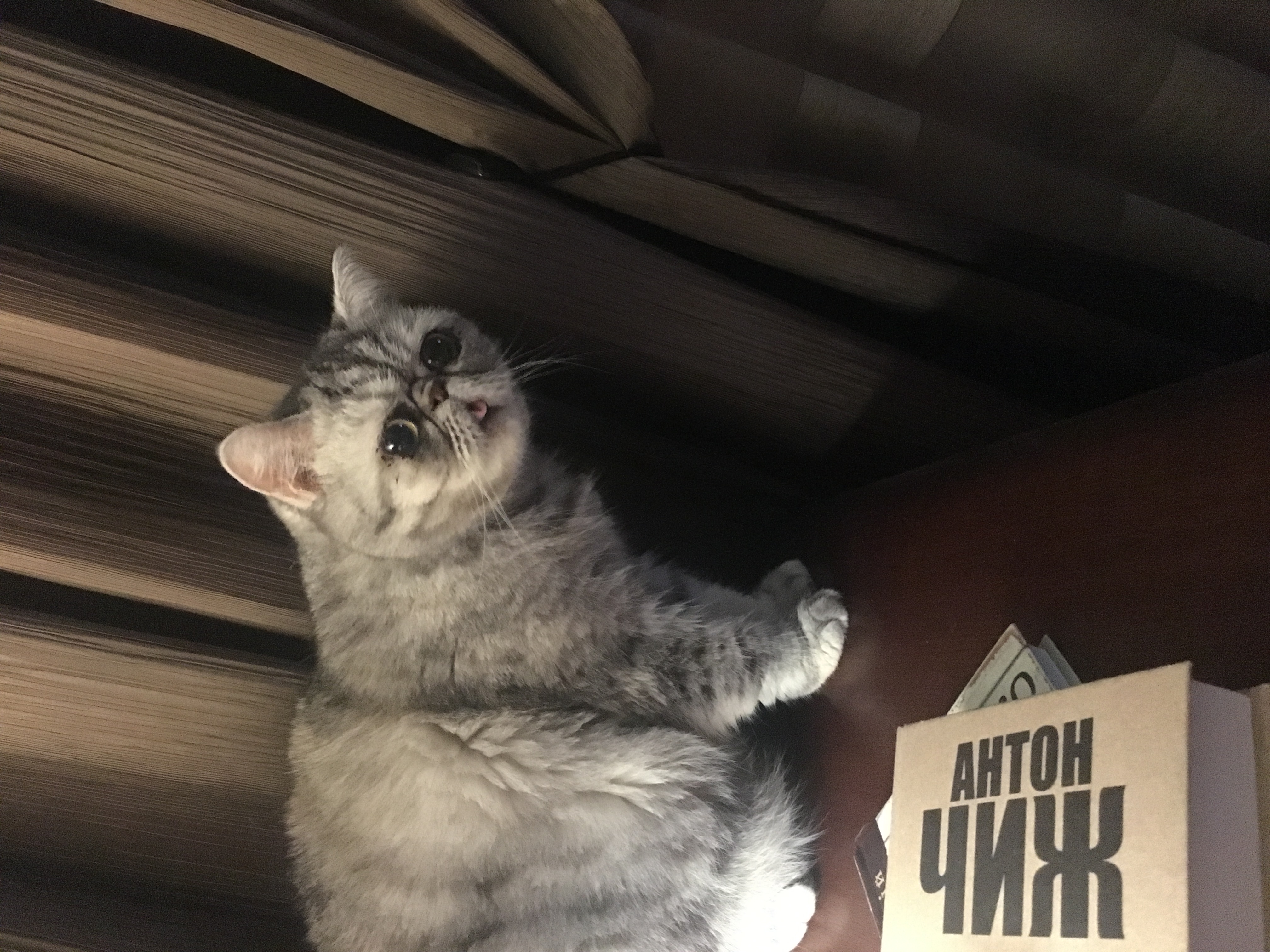 Фото питомца: кошка Мисс Бобби наслаждается жизнью