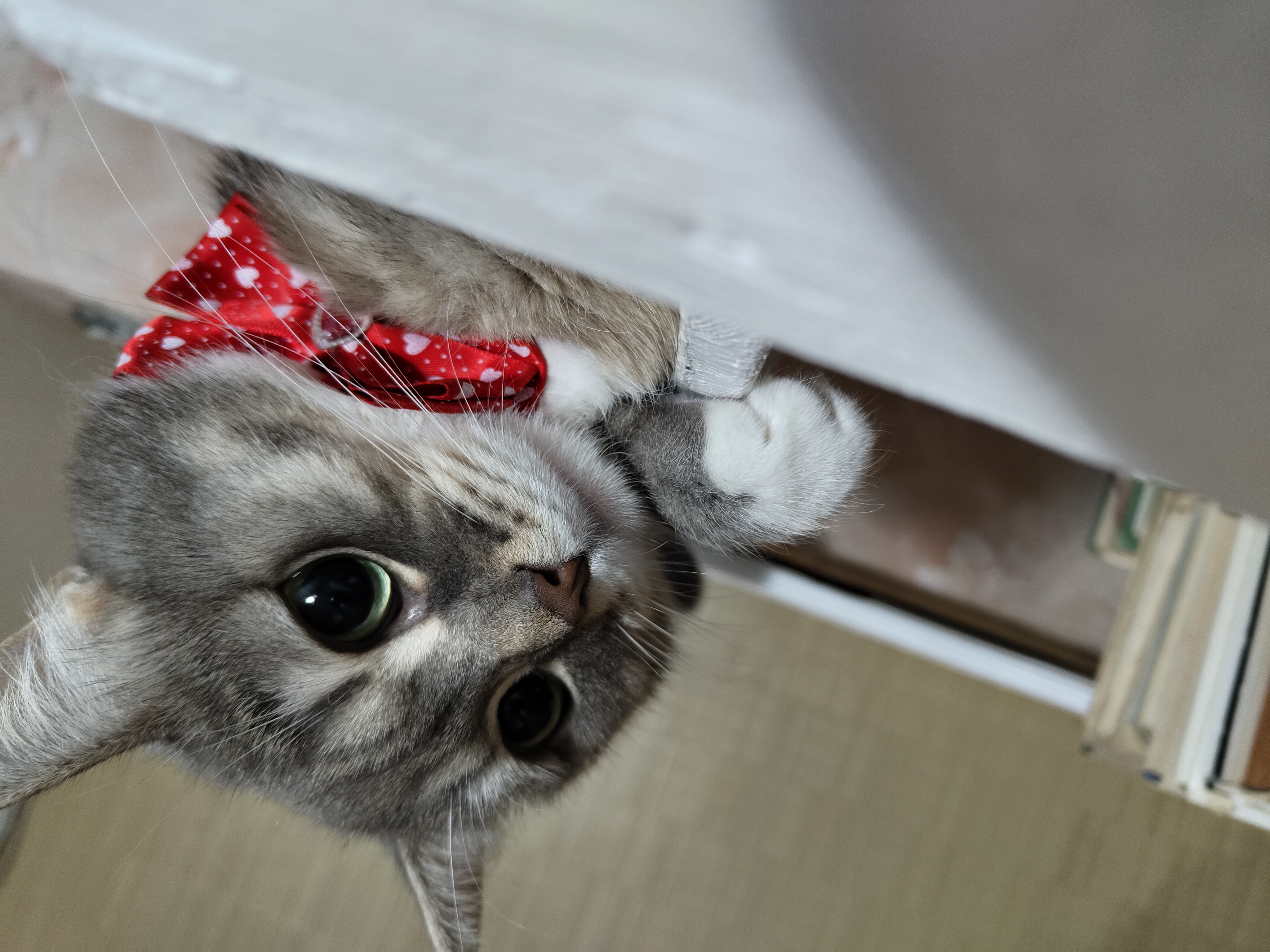 Фото питомца: кот Учум носит бабочку