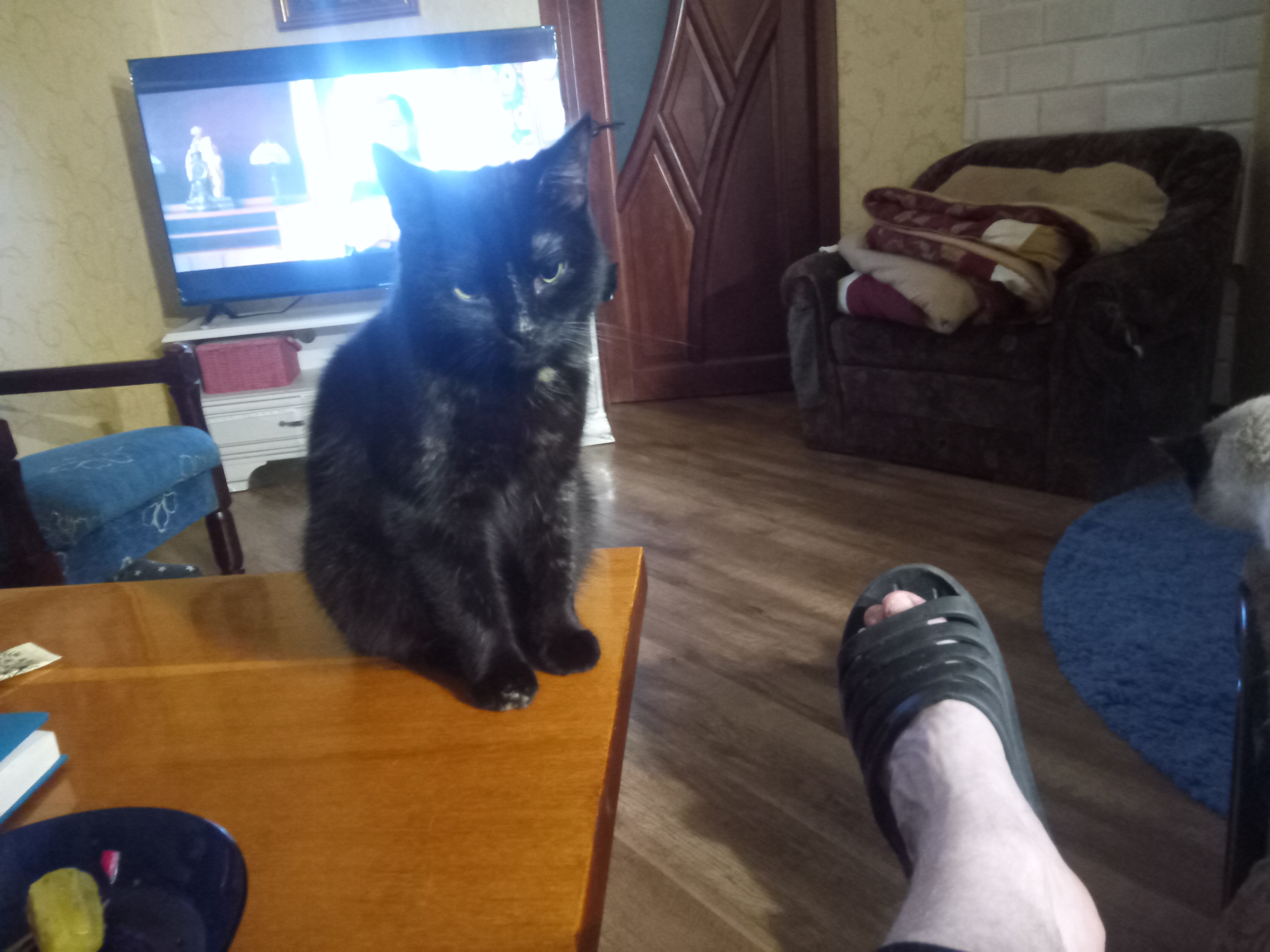 Фото питомцев: кошки Юля, Бумбарашка и компания отдыхают