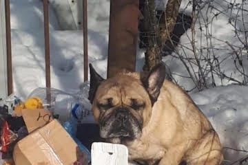 Мы забрали из приюта французского бульдога Рафика, и он балбес