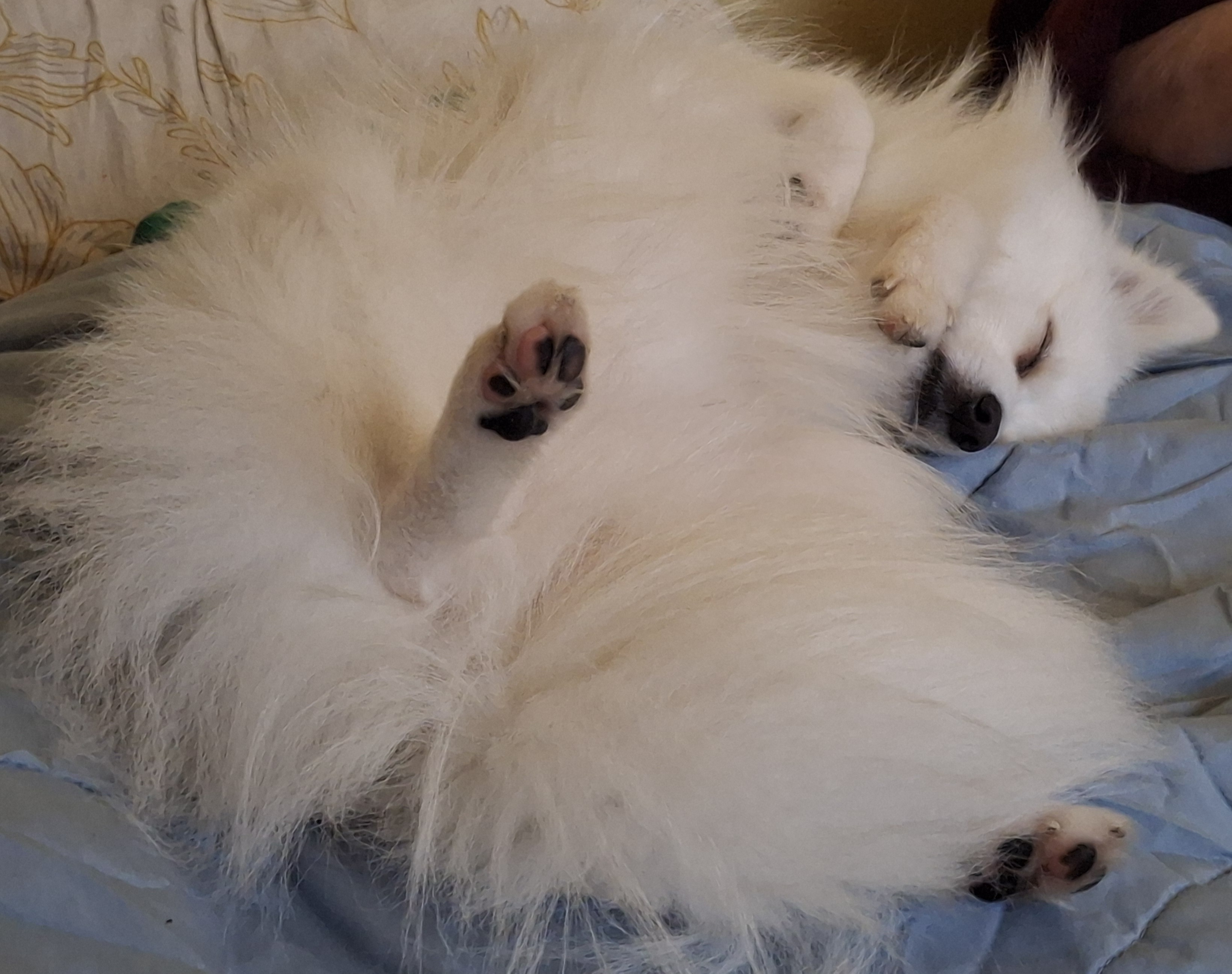 Фото питомца: пес Локи отдыхает