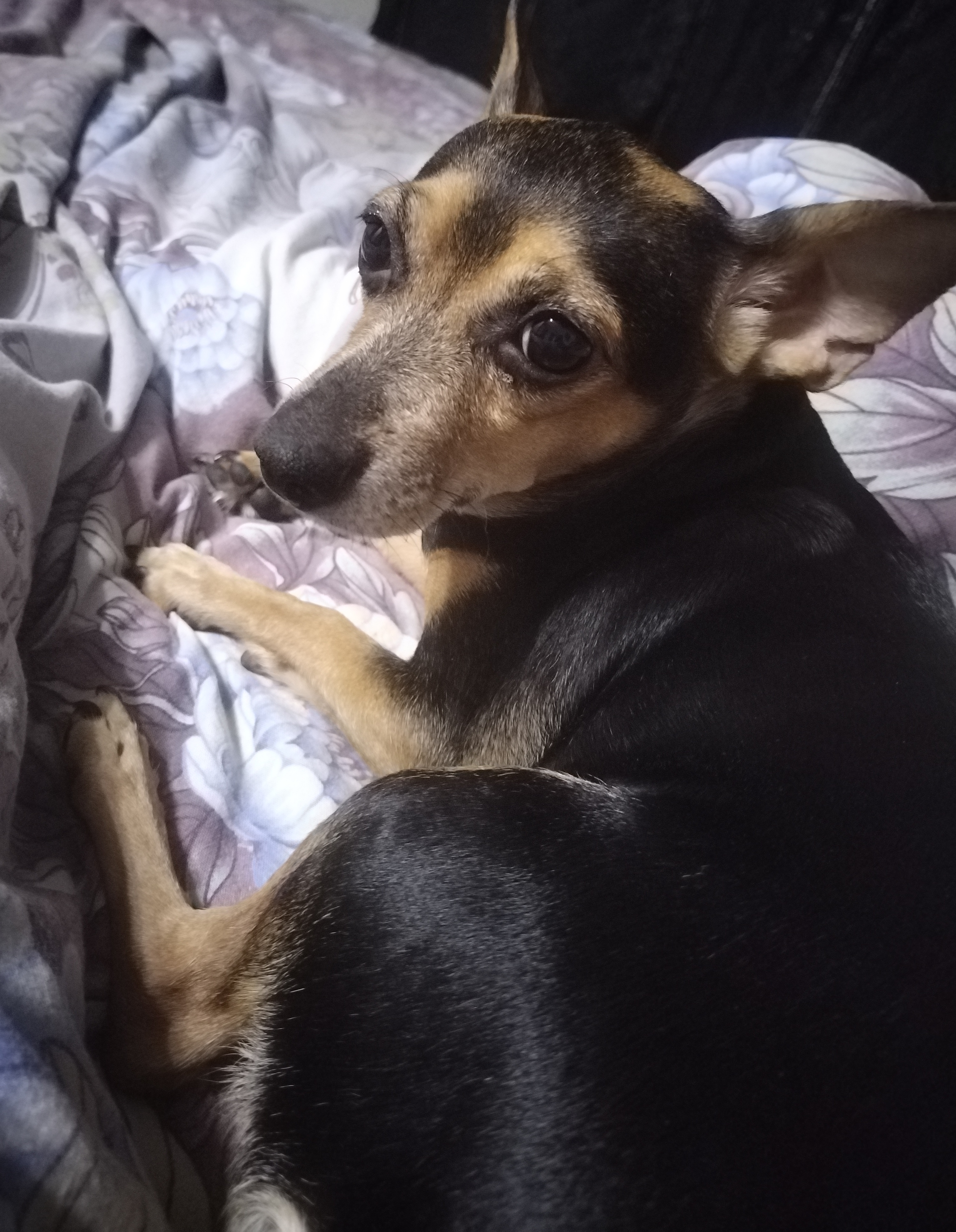 Фото питомца: собака Джулия готова ко сну