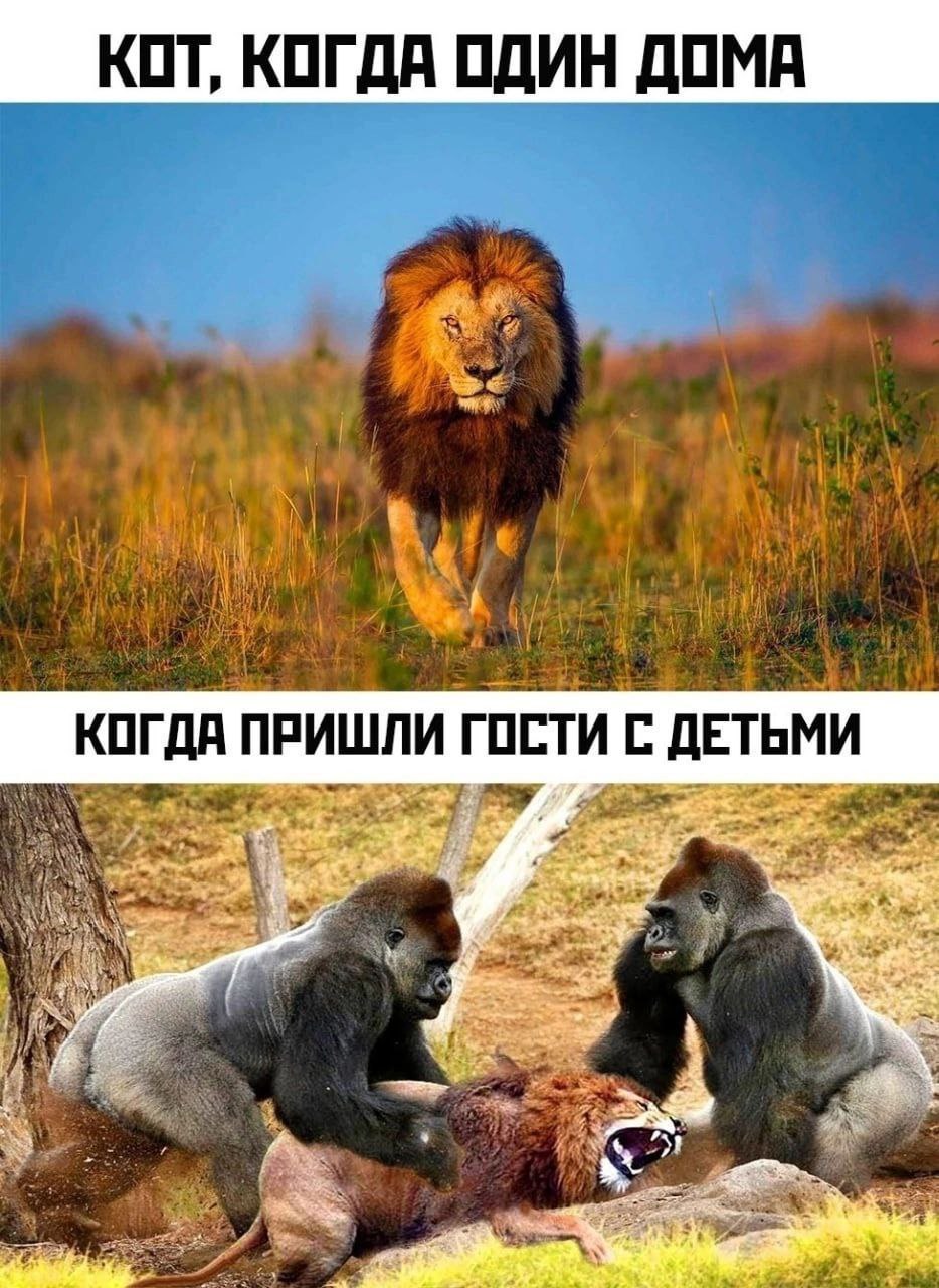 10 забавных картинок с котиками: часть 3, последняя