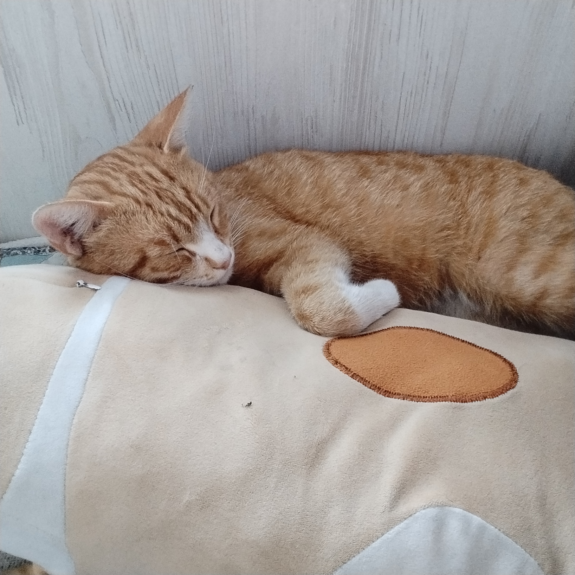 Фото питомца: кот Рыжик прилег отдохнуть