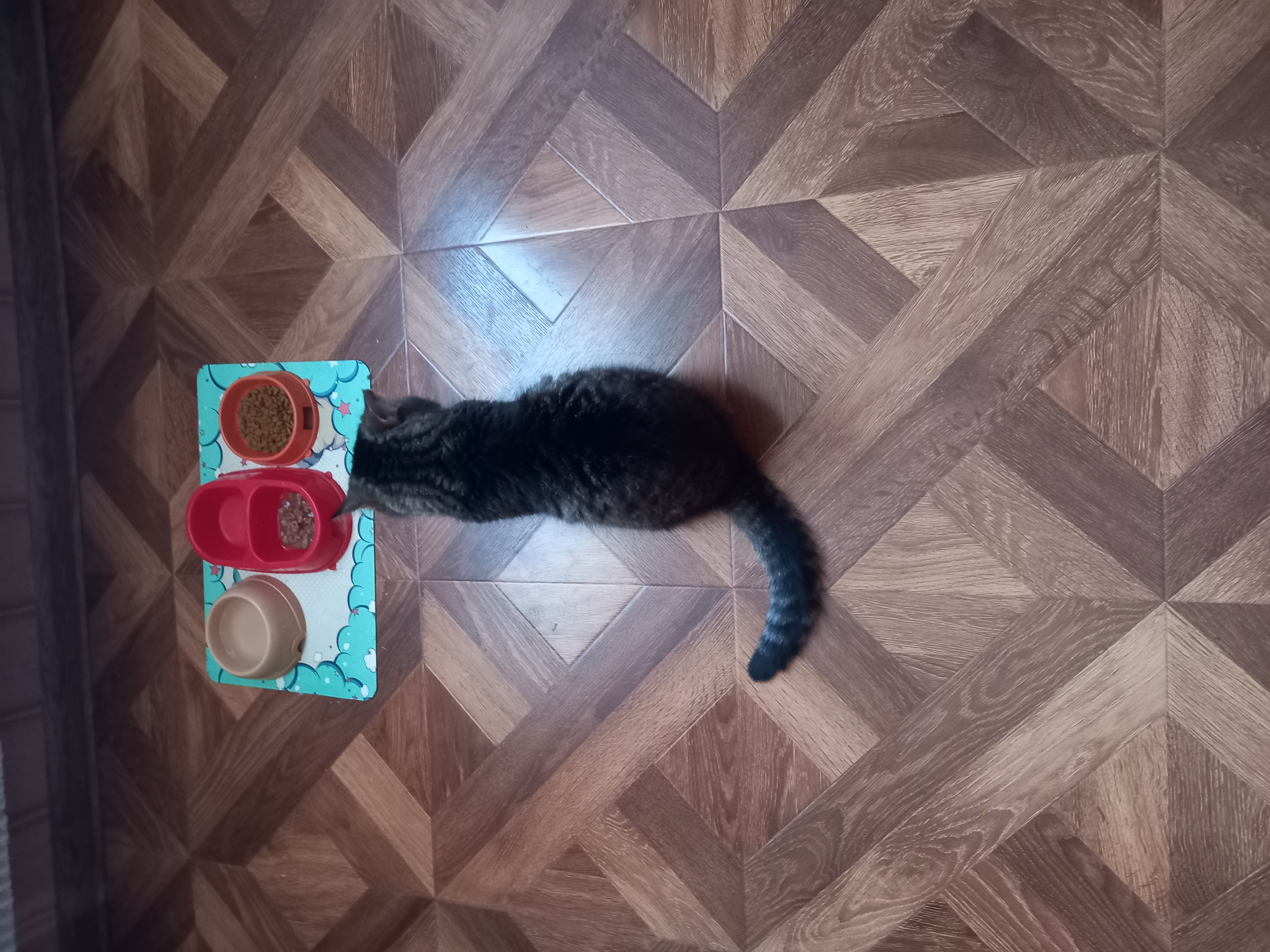 Фото питомца: кошка Нюша перед обедом