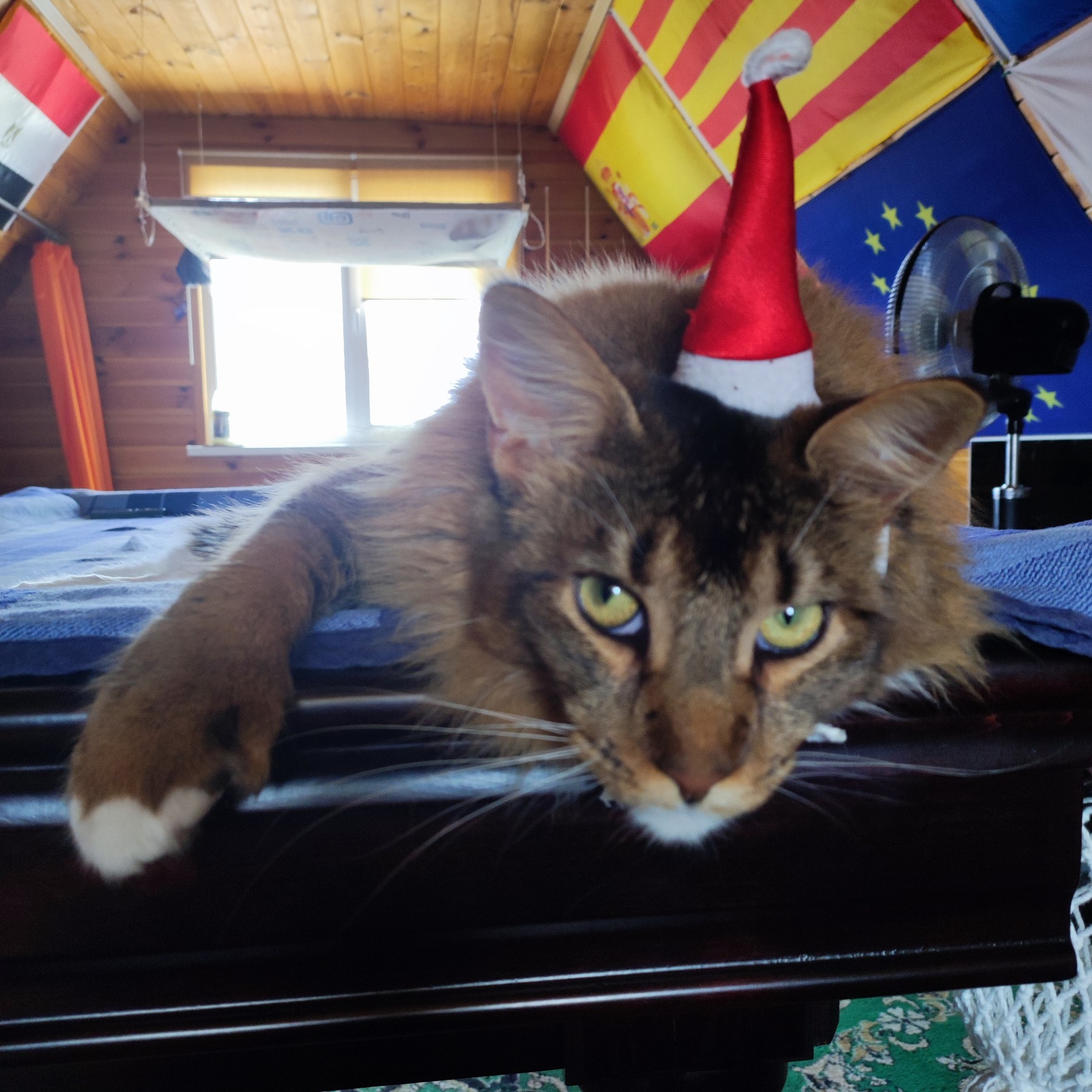 Фото питомца: первый Новый год у мейн-куна Ричарда