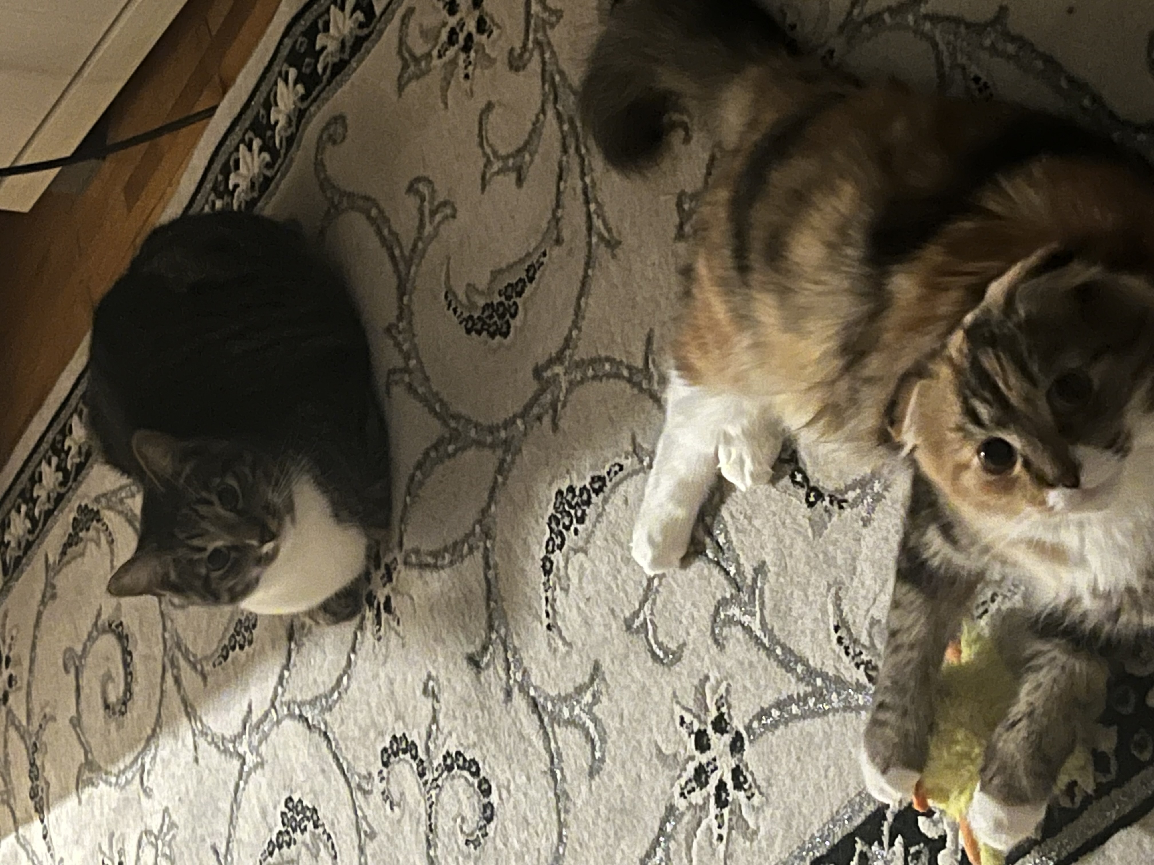 Фото питомцев: коты Барсик и Солнышко коротают вечер