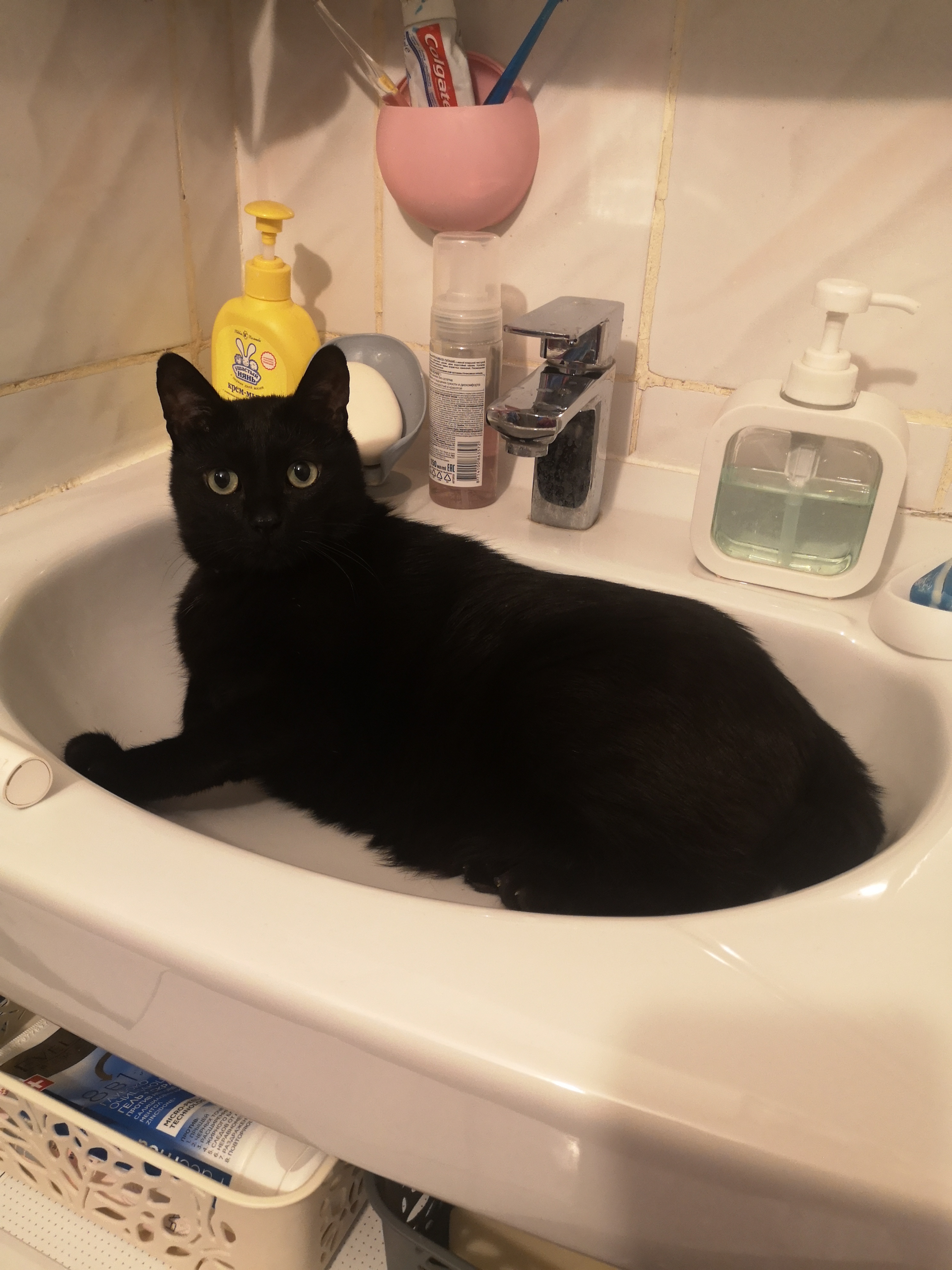 Фото питомца: кот Люцифер контролирует всю квартиру