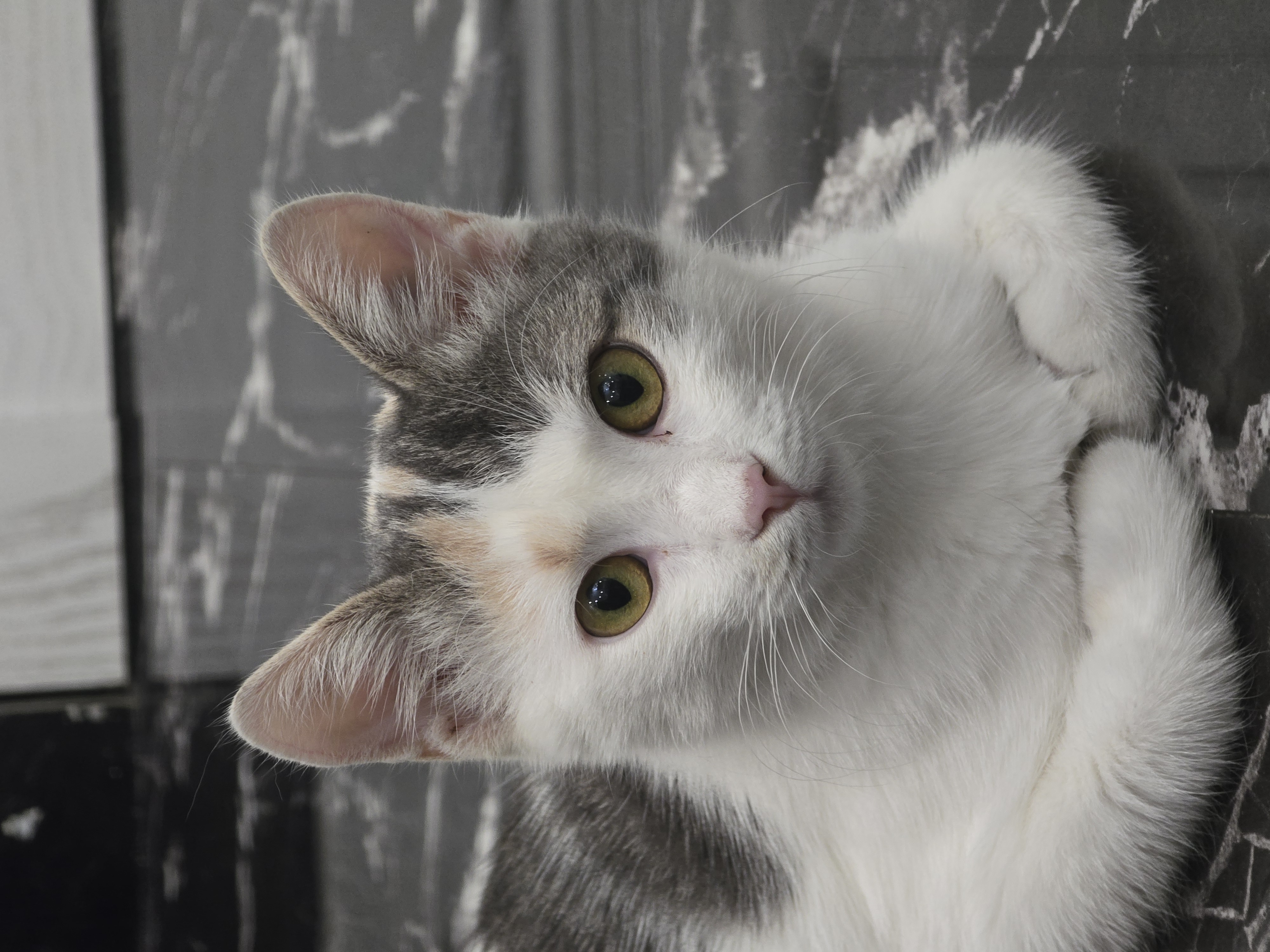 Фото питомца: кошка Сима нашла дом и теперь наслаждается сытой жизнью