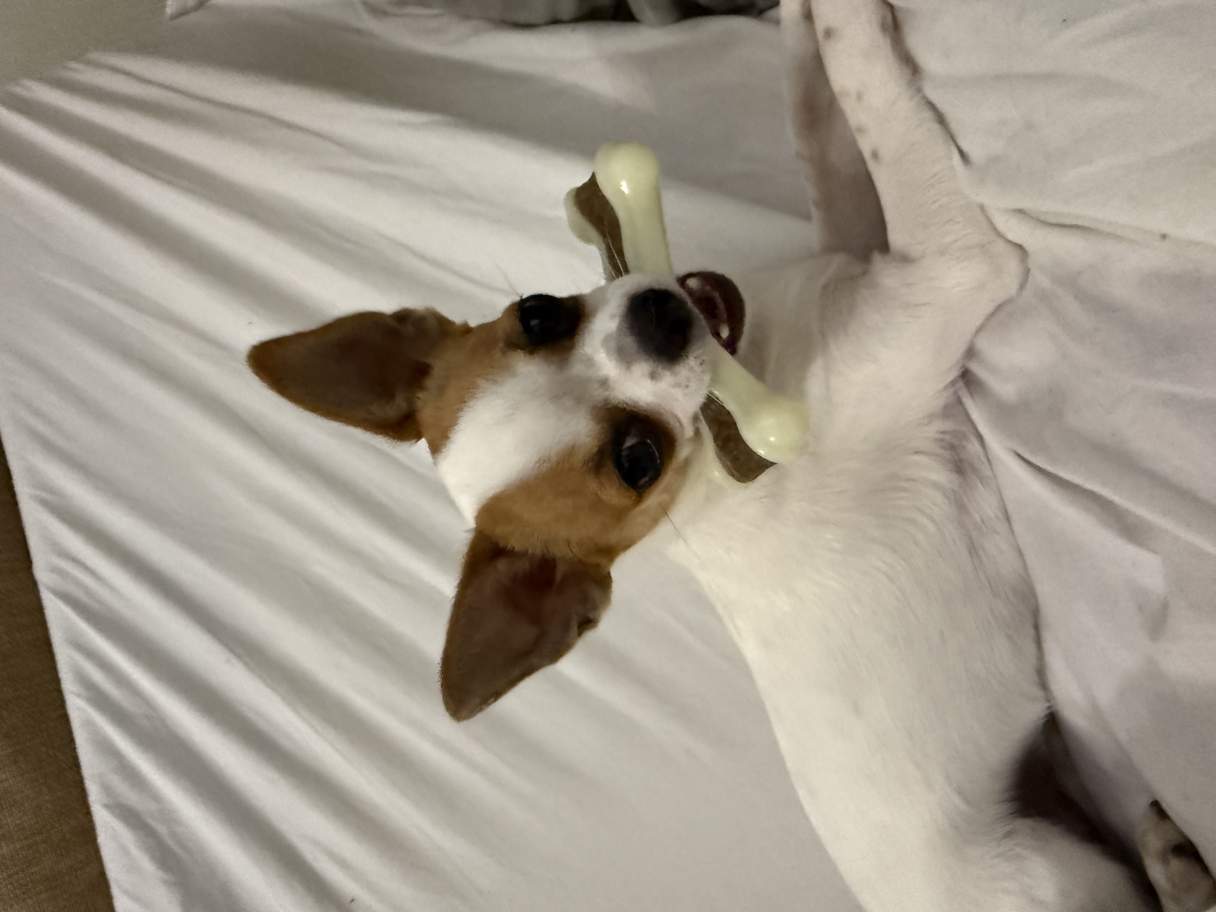 Фото питомца: чихуахуа Ляля думает, что кость придает ей солидности