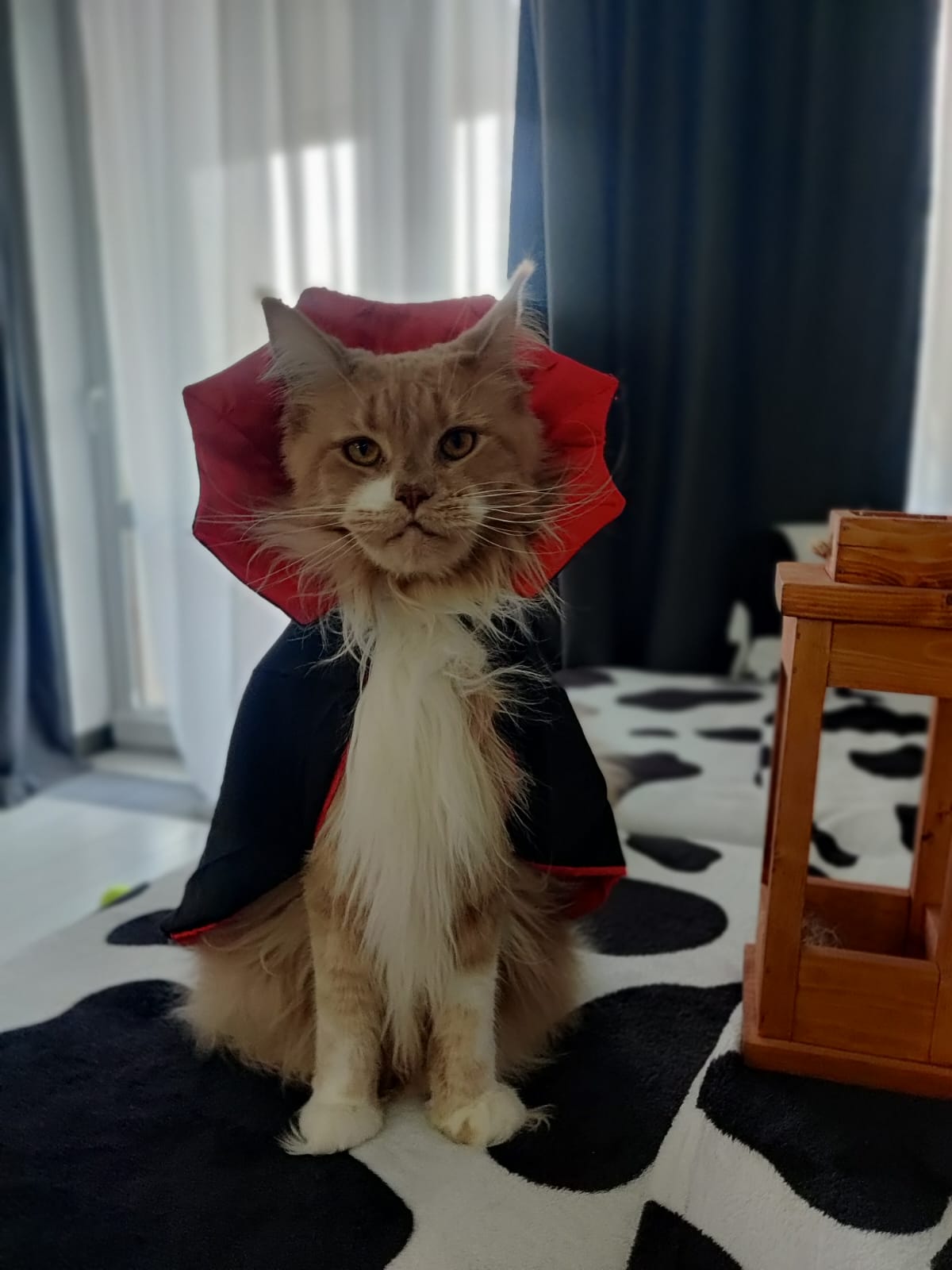 Фото питомца: графиня Марта Дракуловна