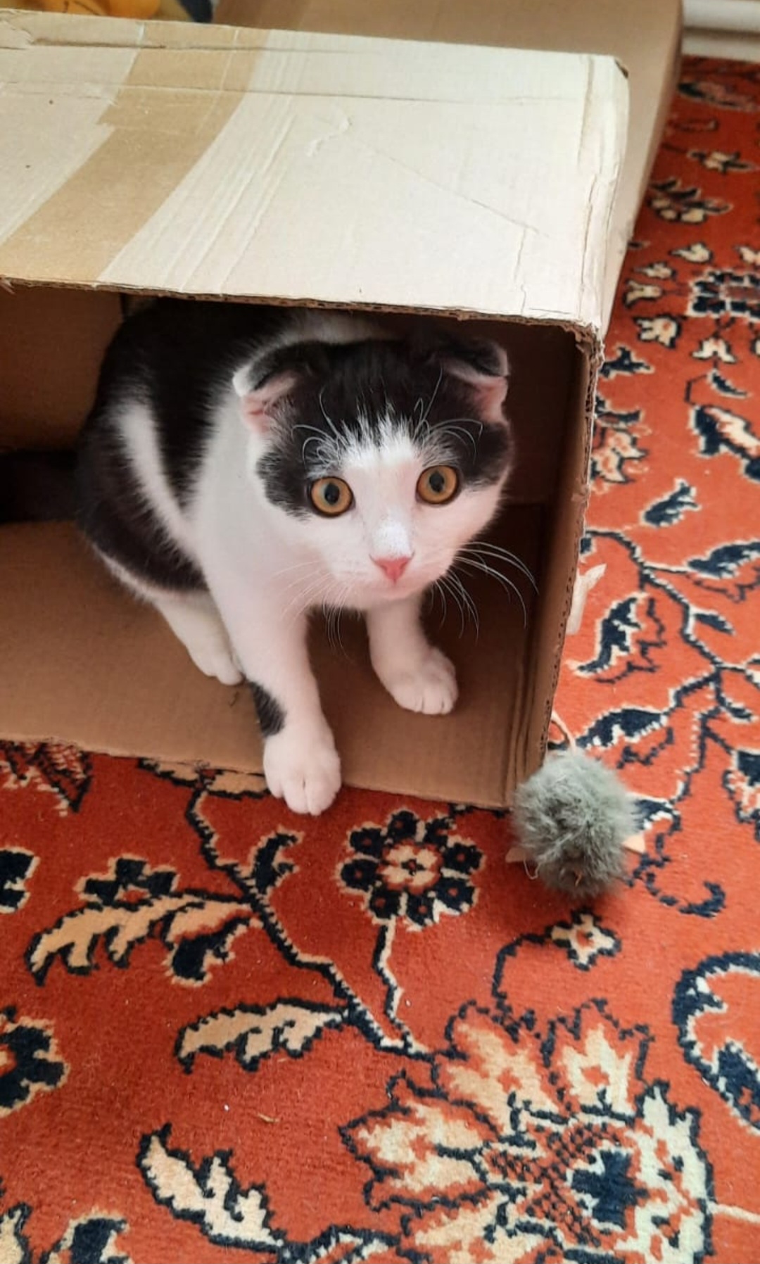 Фото питомца: котенок Микки сидит в коробке