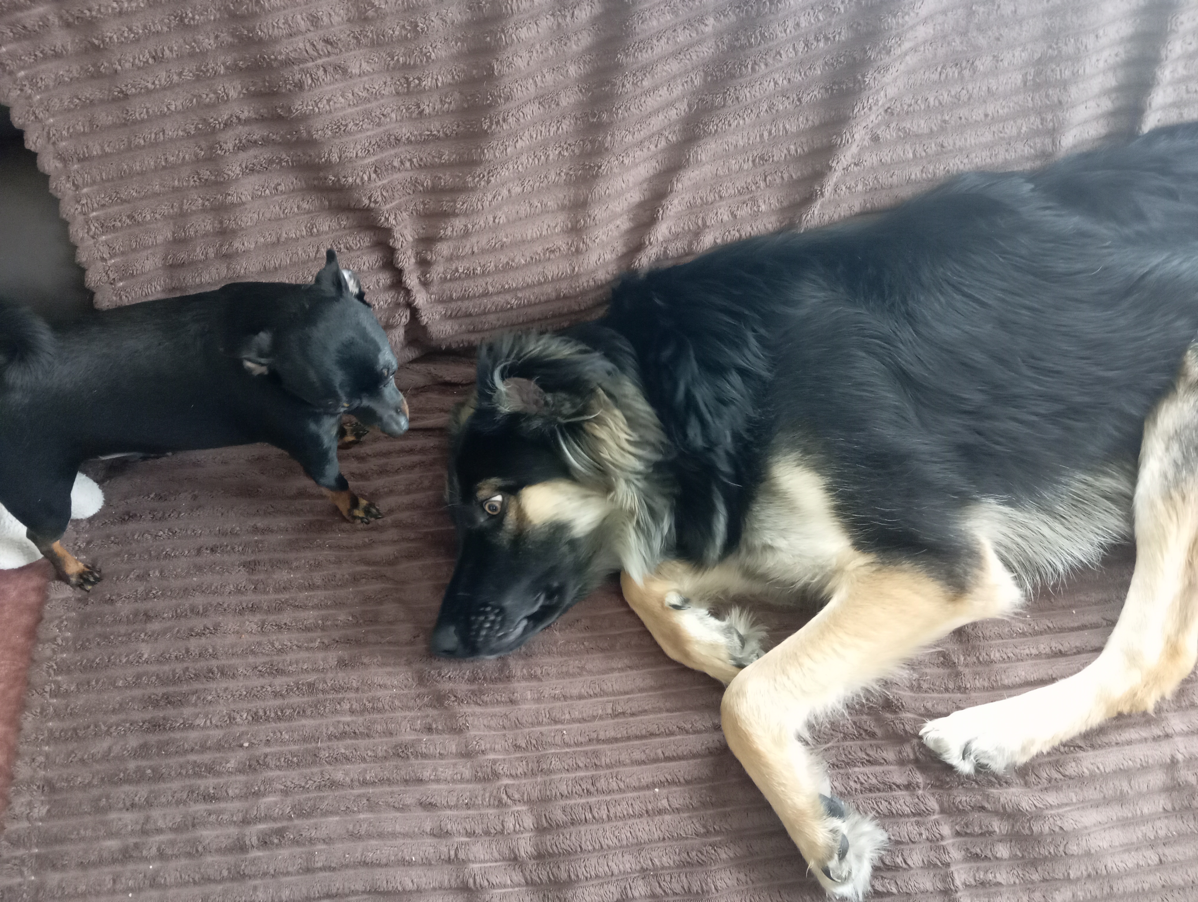 Фото питомцев: собаки выясняют, кто в семье главный