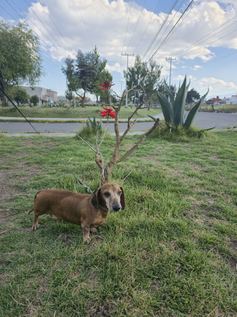 Как я перевезла собаку из Подмосковья в Мексику