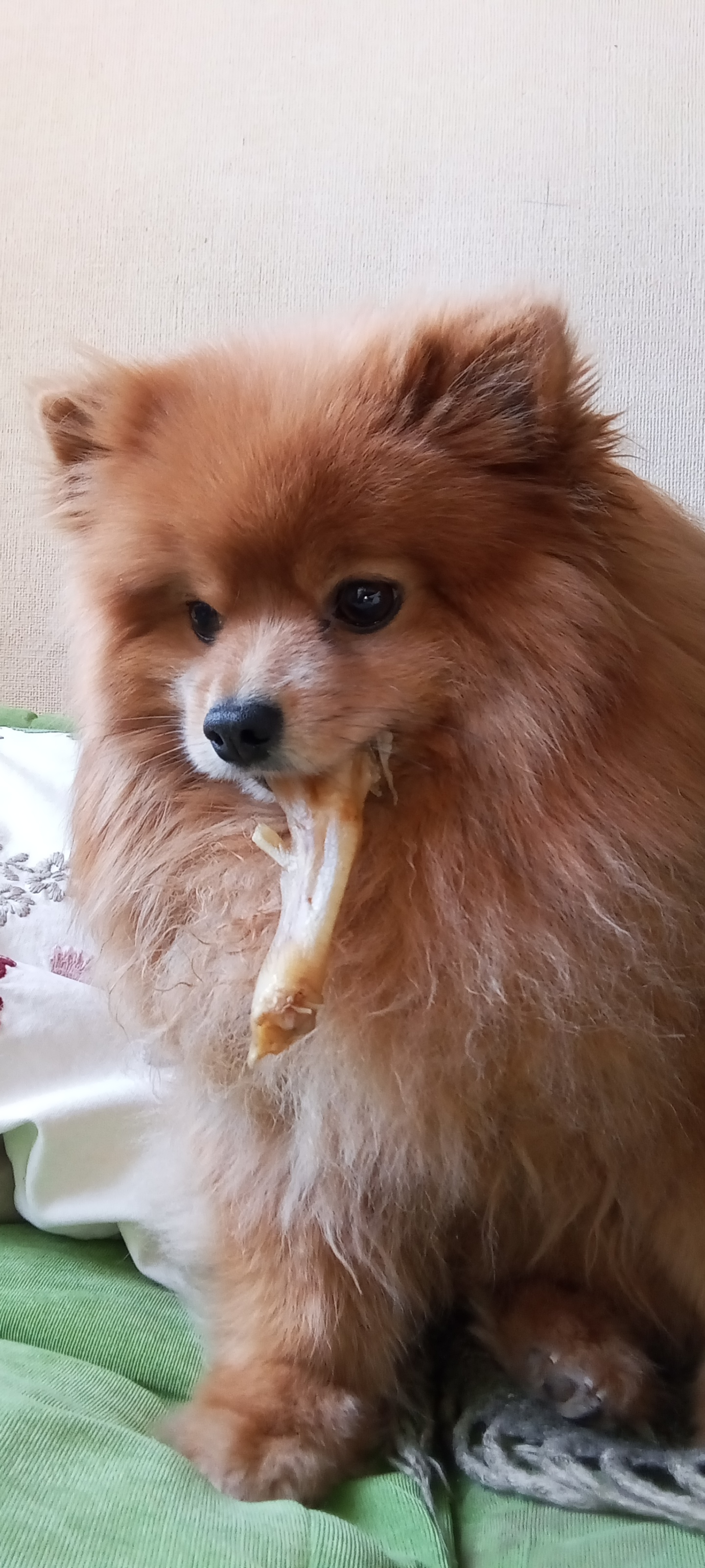 Фото питомца: шпиц Лисик показывает свою добычу