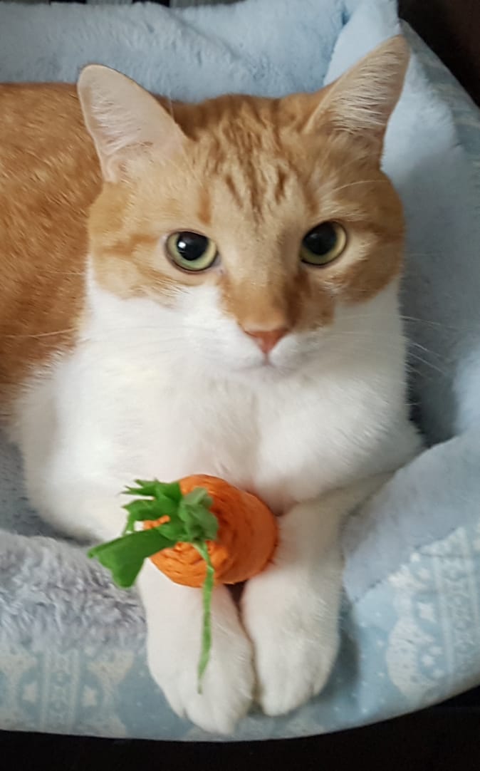 Фото питомца: кот Прохор примеряет роли зайца, лисы и совы